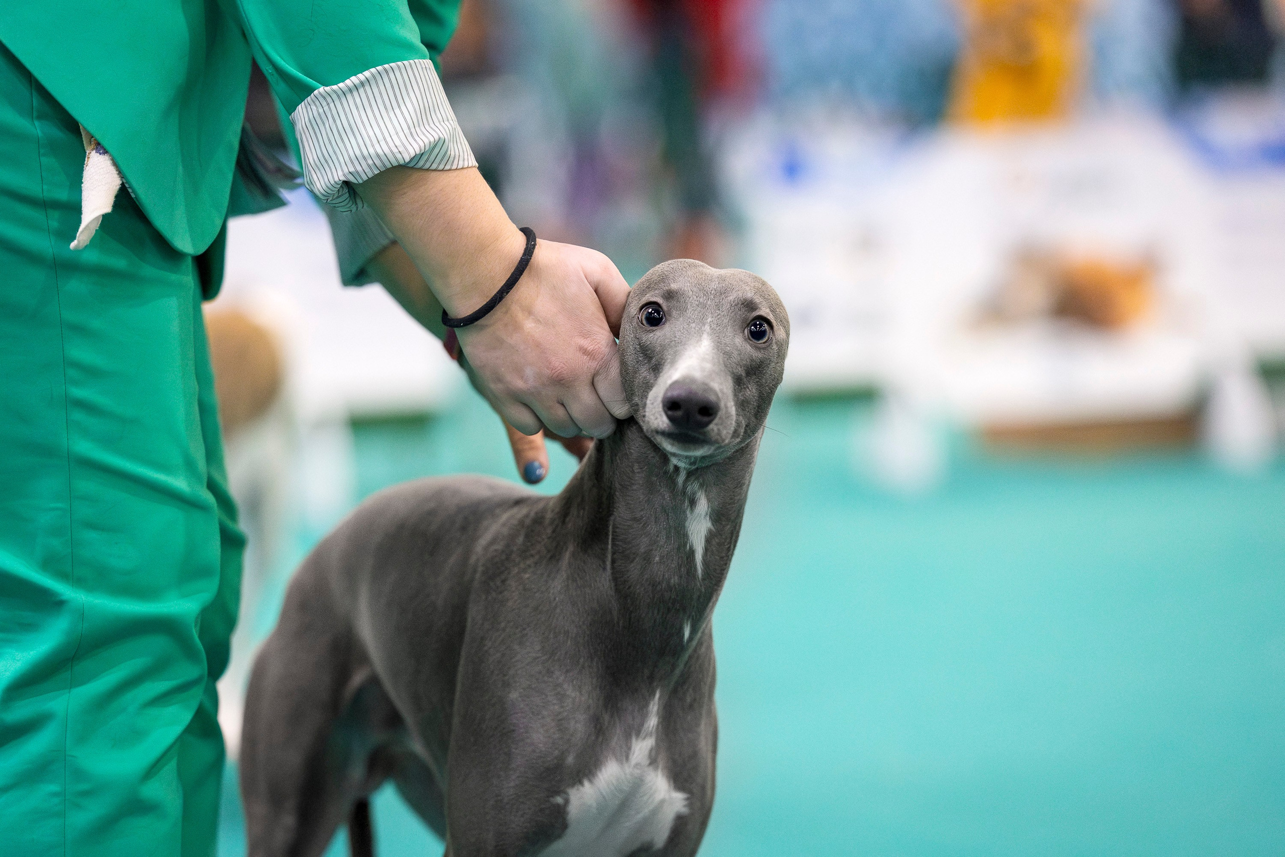 Крокус 10.02. Фотограф анималист, семейный фотограф, фотограф собак Комратова Мария. г. Москва