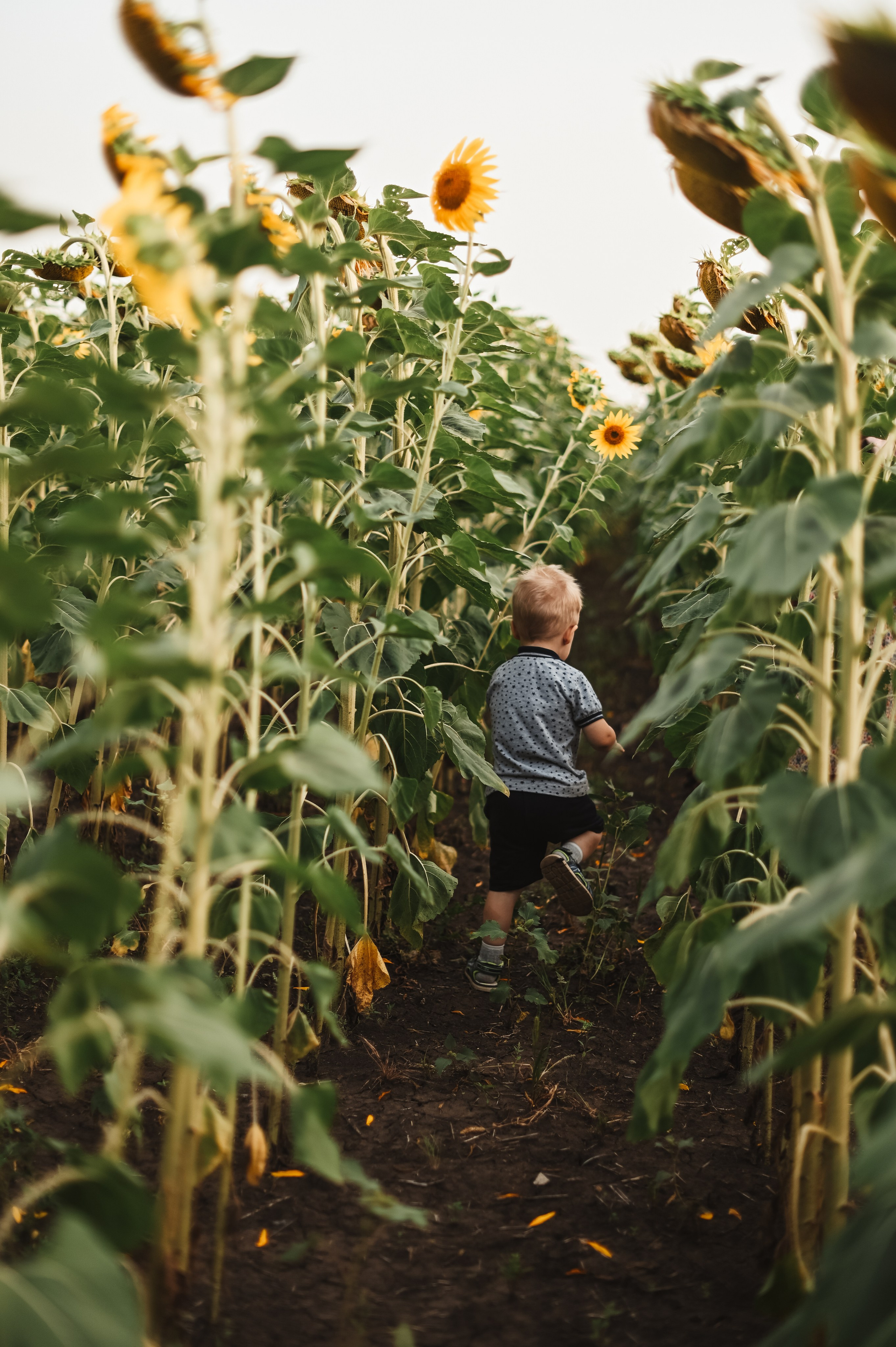 Подсолнухи Света, Даша, Миша, Александр. Фотограф Алёна Мил