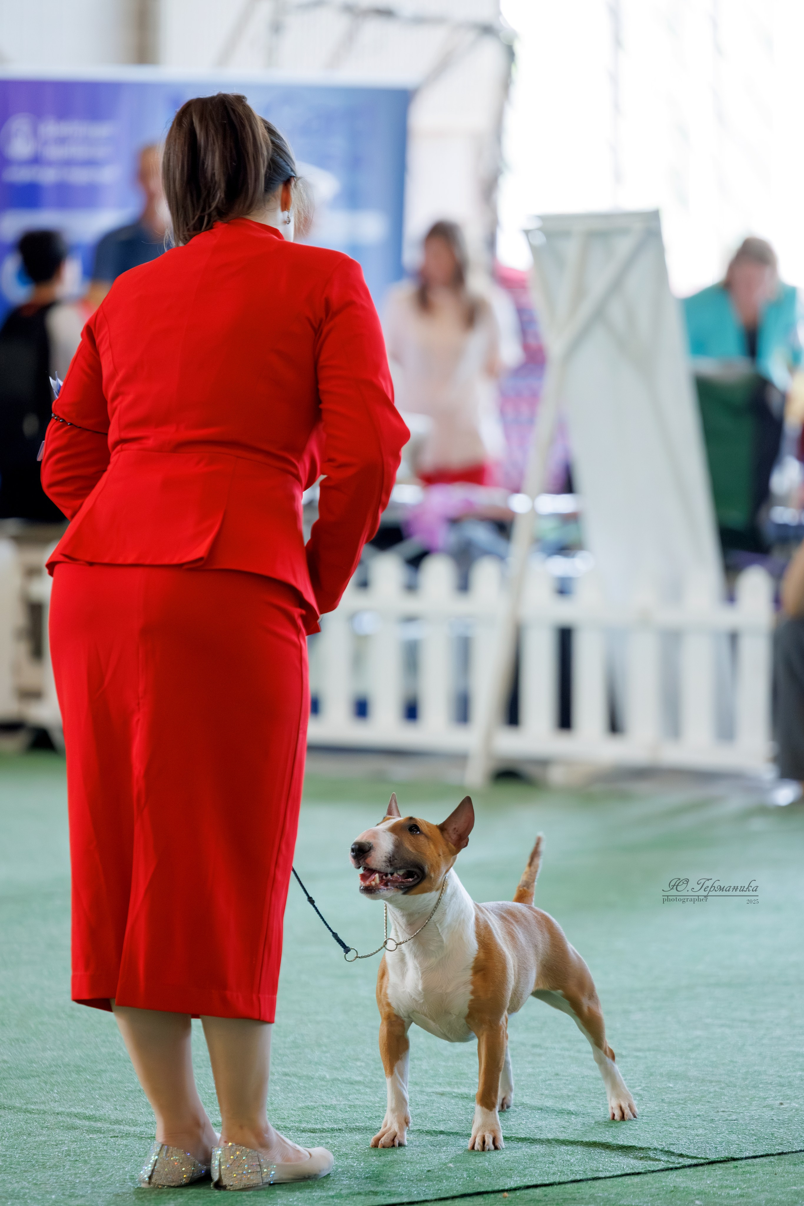 Батуми 3хCACIB 27-29.06.2025. Фотограф-анималист Юлия Германика