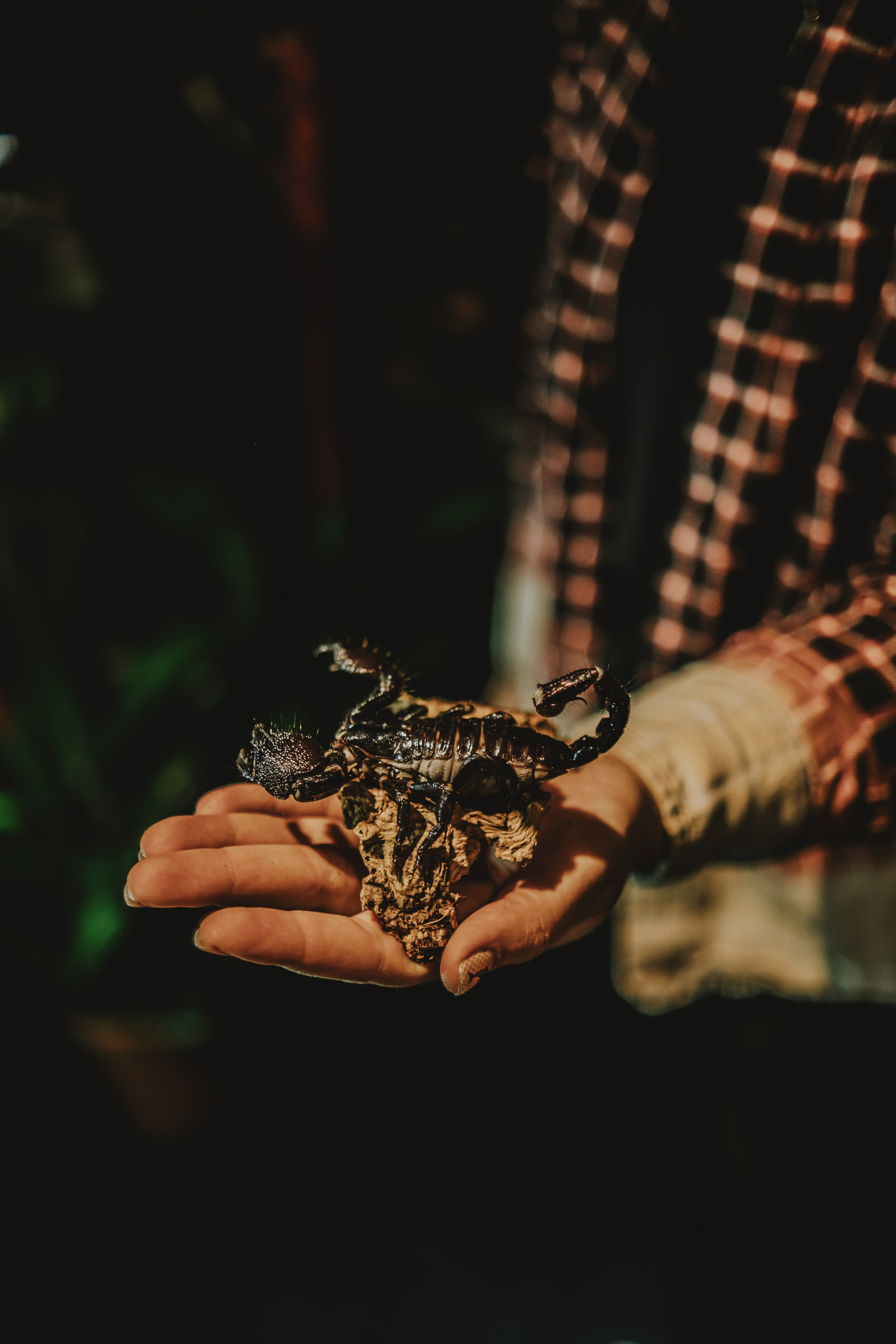 Дом Драконов. Nattie.ph