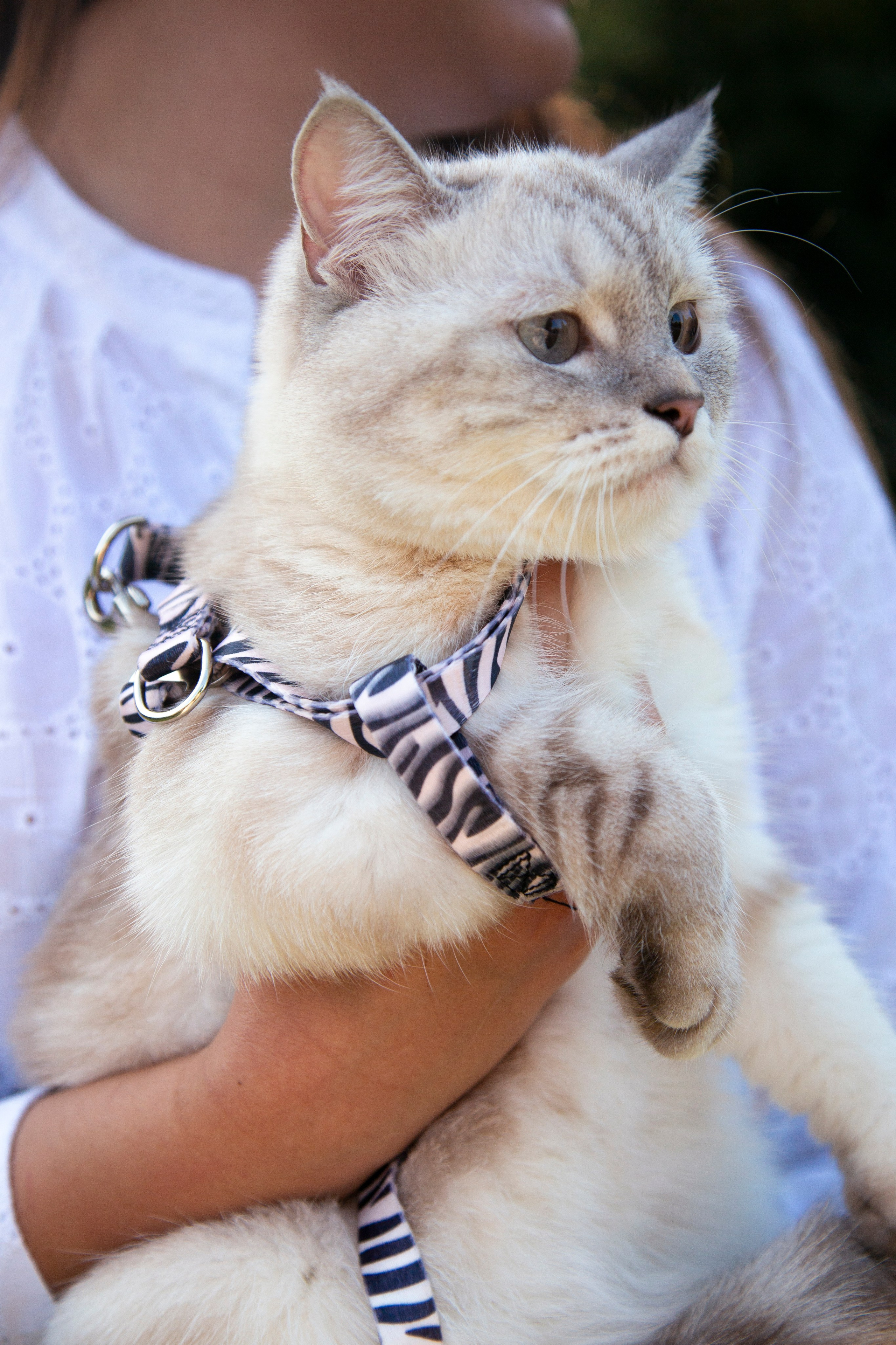 В моде тёплые коты. Репортажный и портретный фотограф Казань / Горячих Полина