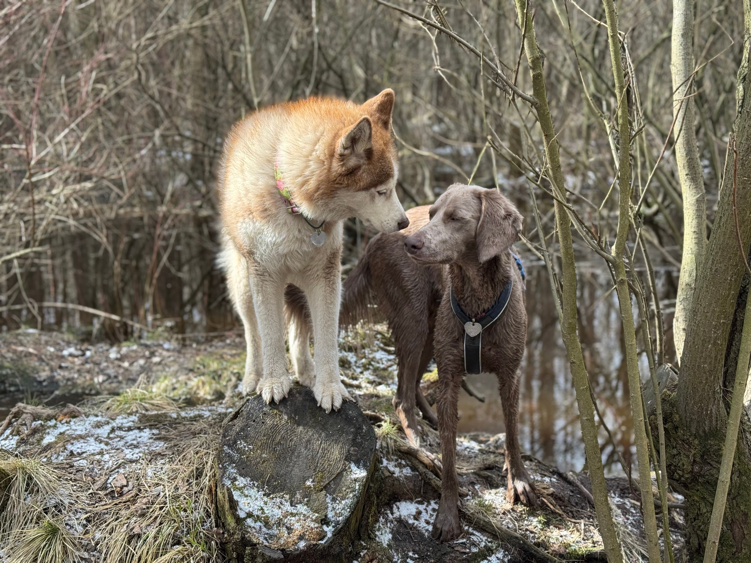 Ваши фотографии. Фотограф анималист Осипчикова Мария