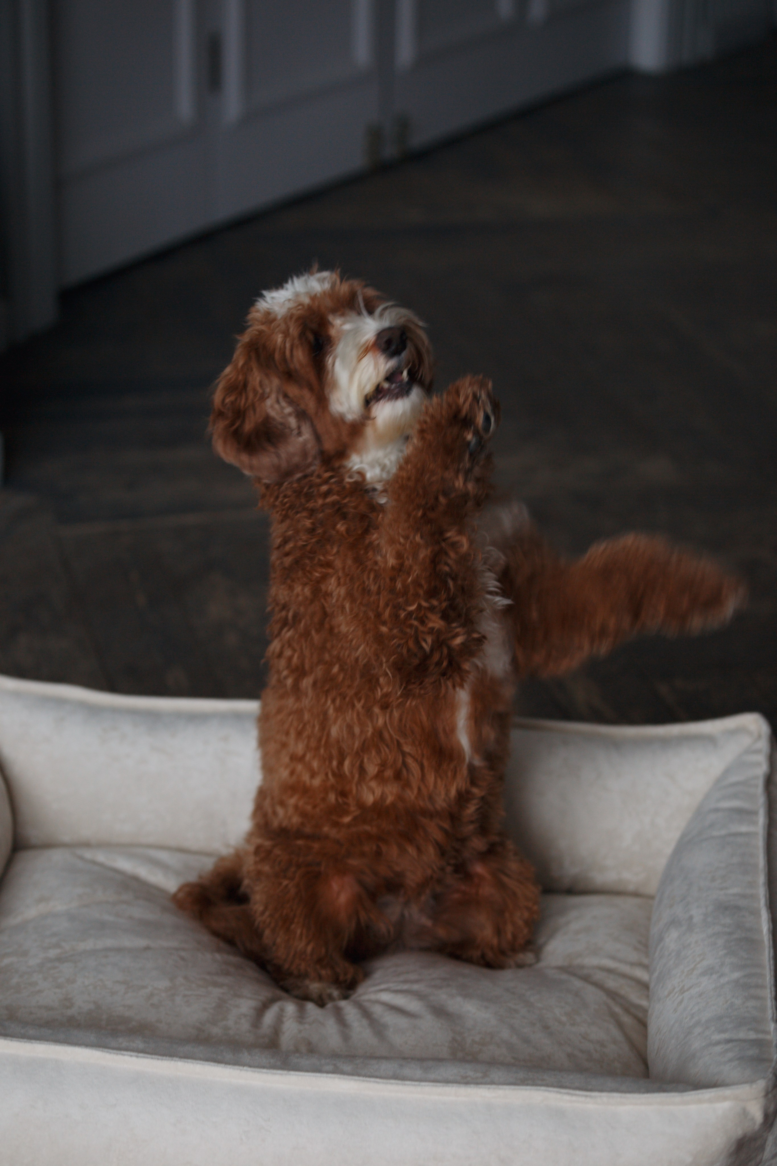 Bmbh лежанки и адресники. Фотограф анималист Кристина Карпова, Москва