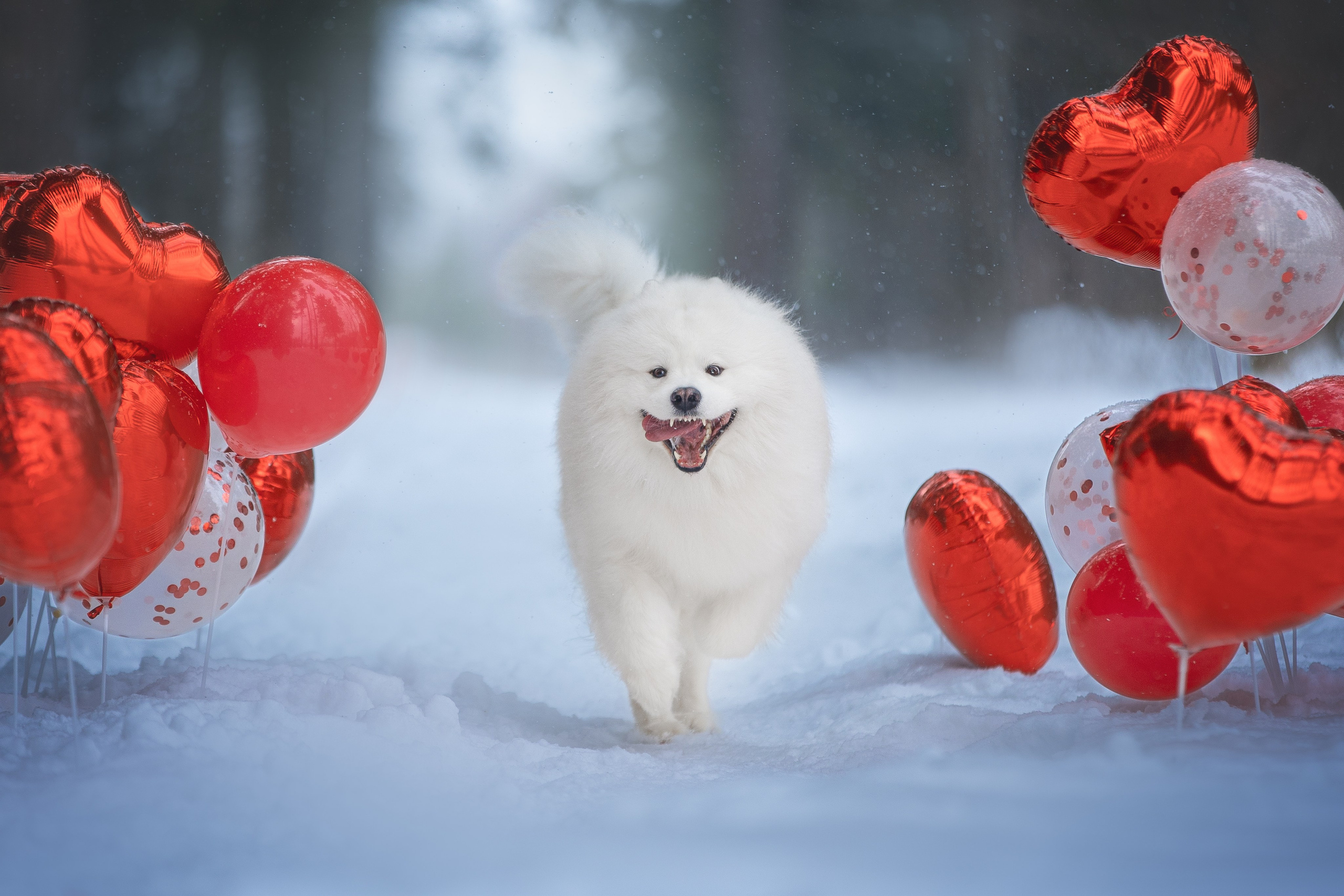 Самоедские мальчишки. Фотограф анималист в Москве Майорова Евгения