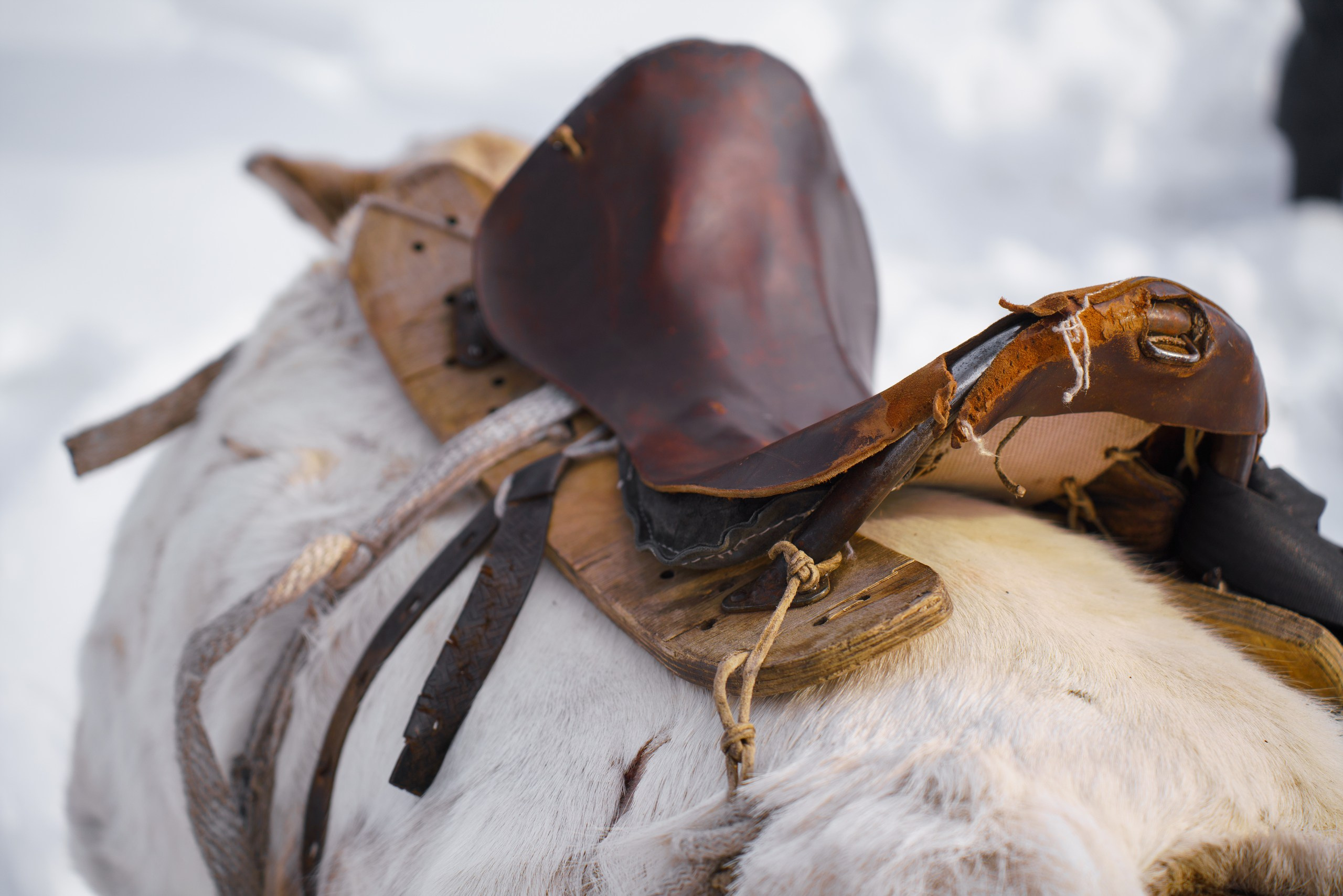 В олене жизнь. Фотограф в Красноярске Нерозя Александр. Пейзаж, природа, портрет