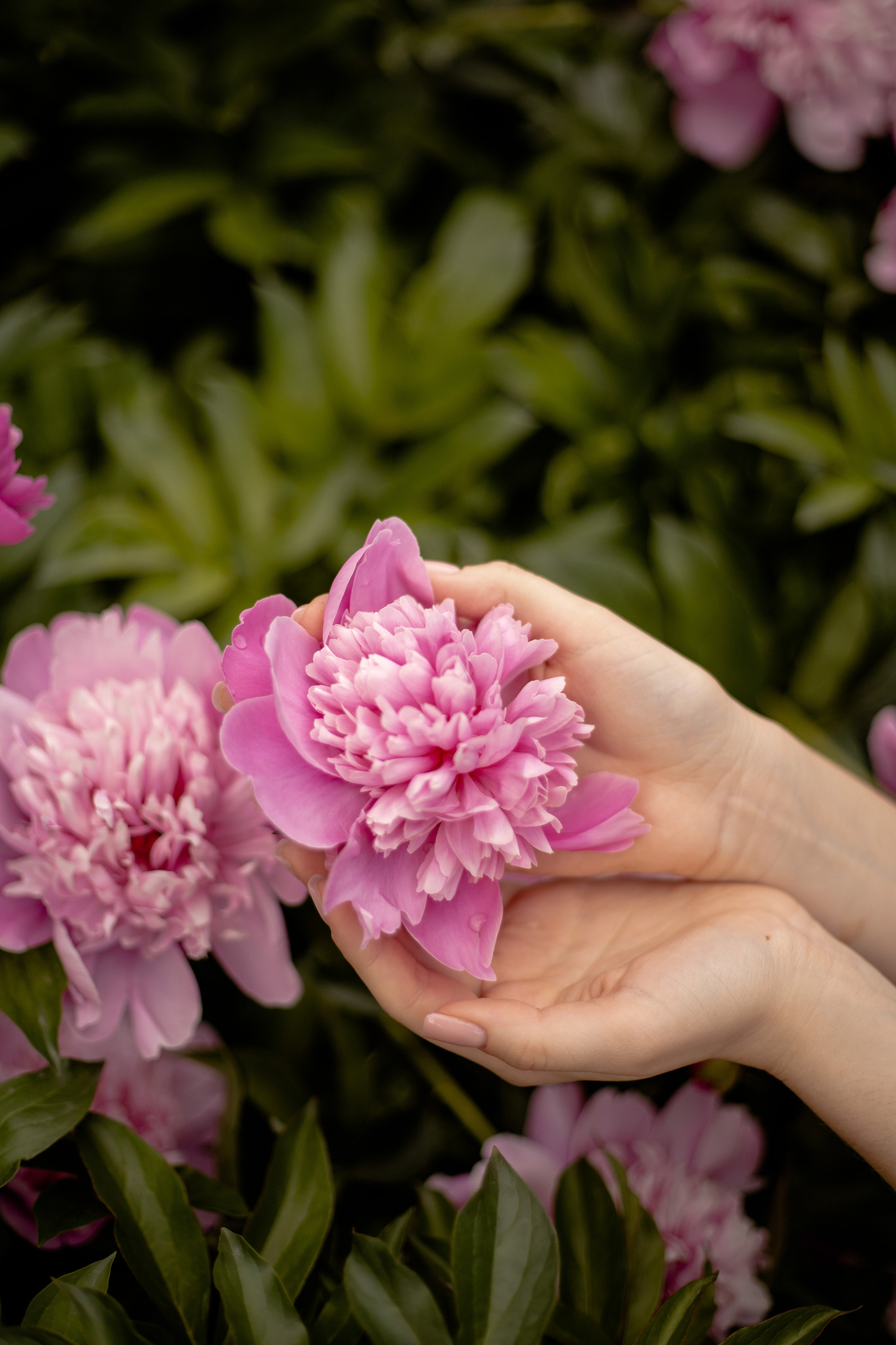 Ирина с цветущих пионах🌸. Семейный фотограф в Саратове Элоиза Ляпина