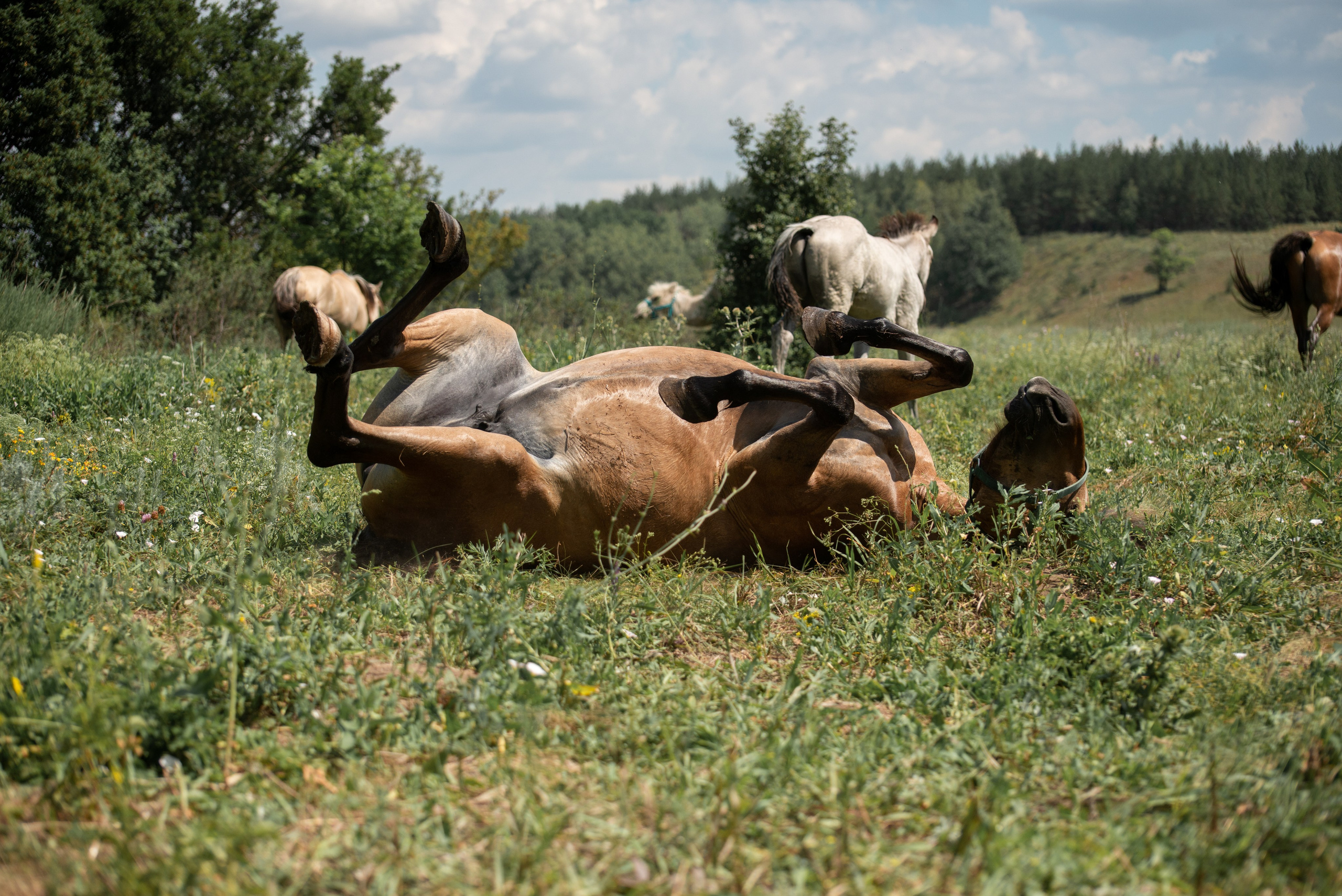 Купала в Родославном. Конный фотограф в Саратове Юлия Иванова