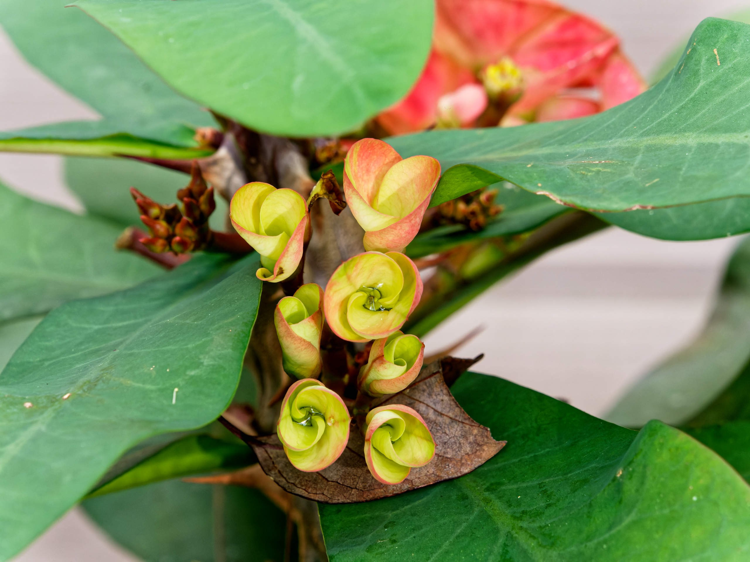 Далат 2023. Избранные фотографии