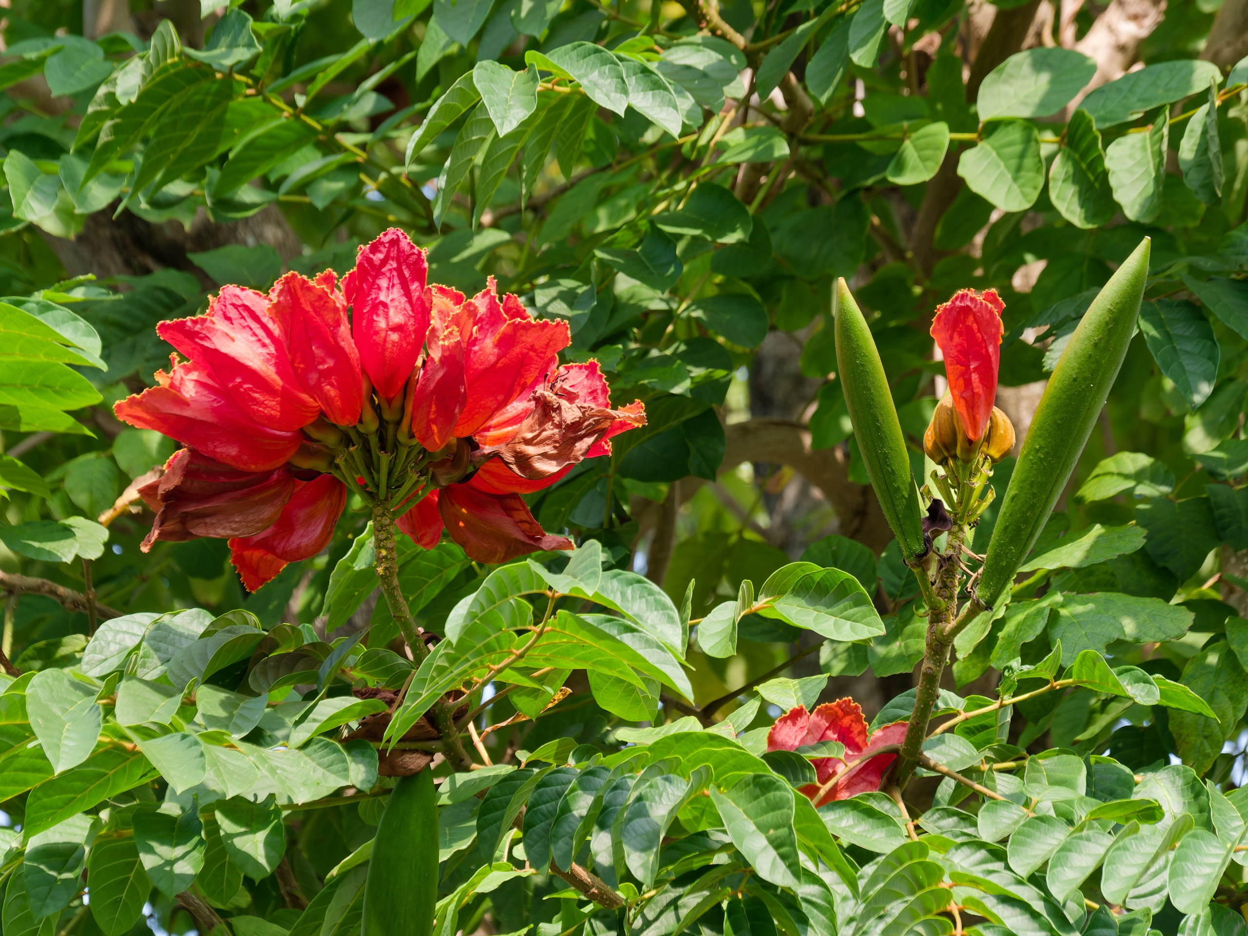 Хайнань 2026, флора, цветы и деревья. Фотопрогулки по Миру