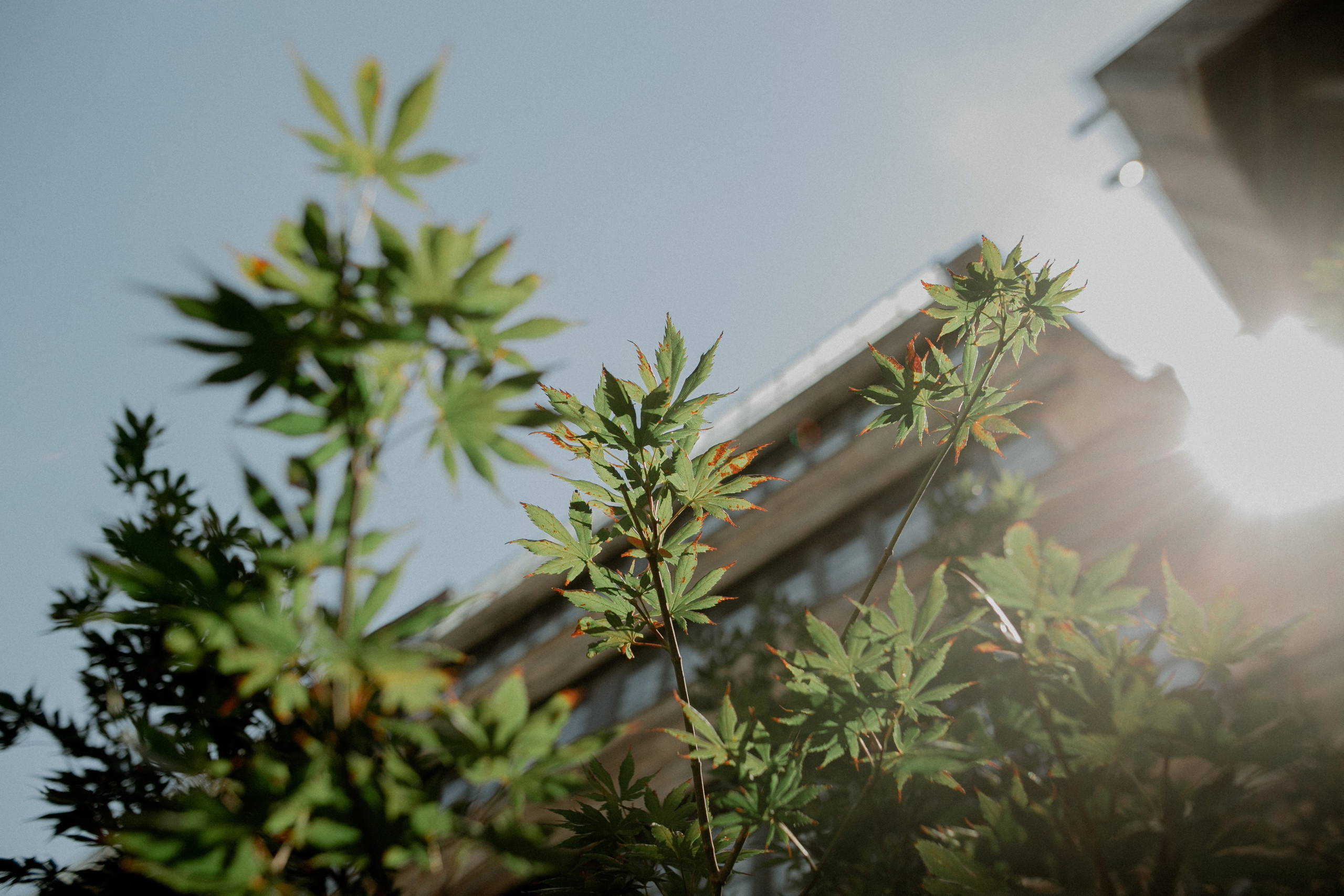 Maria&Tyler. Wedding photographers Tbilisi Georgia Alex and Polly