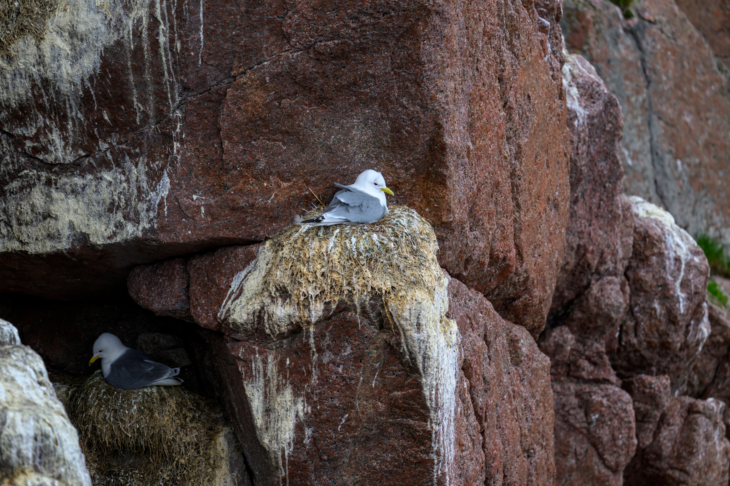 Мурманская область. Июнь 2024. Фотограф Сергей Пупонин