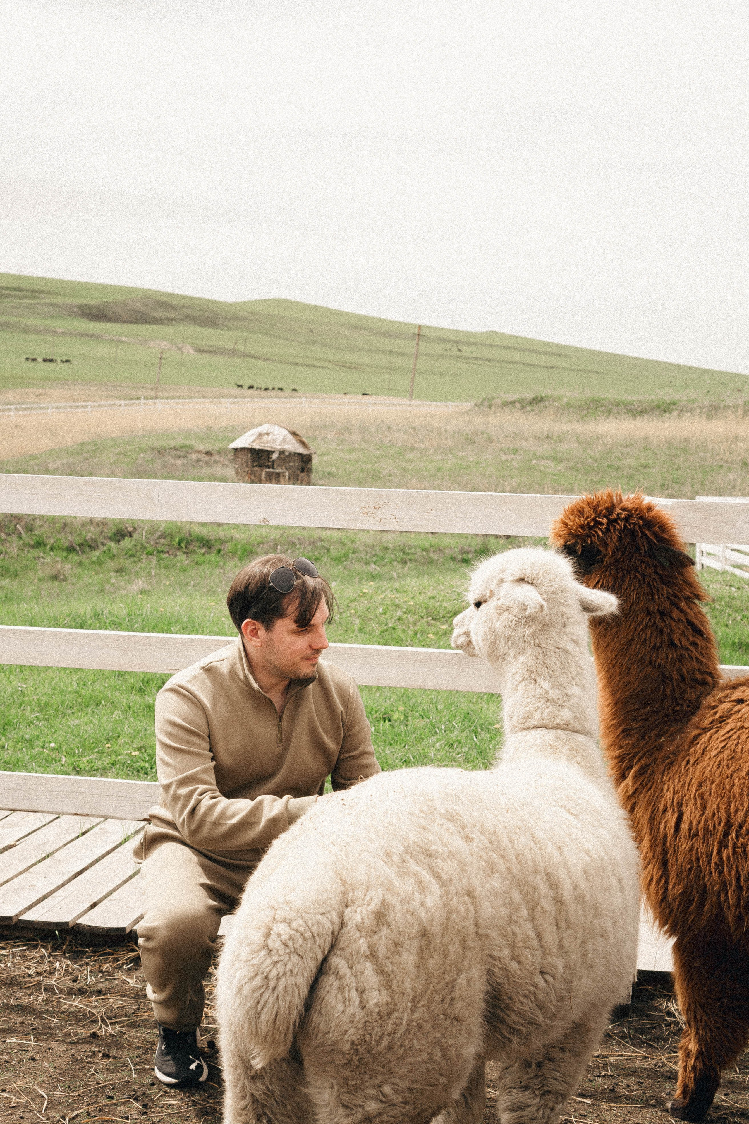 Ферма Альпак. Профессиональный фотограф, Санкт-Петербург — Виктория Богомолова