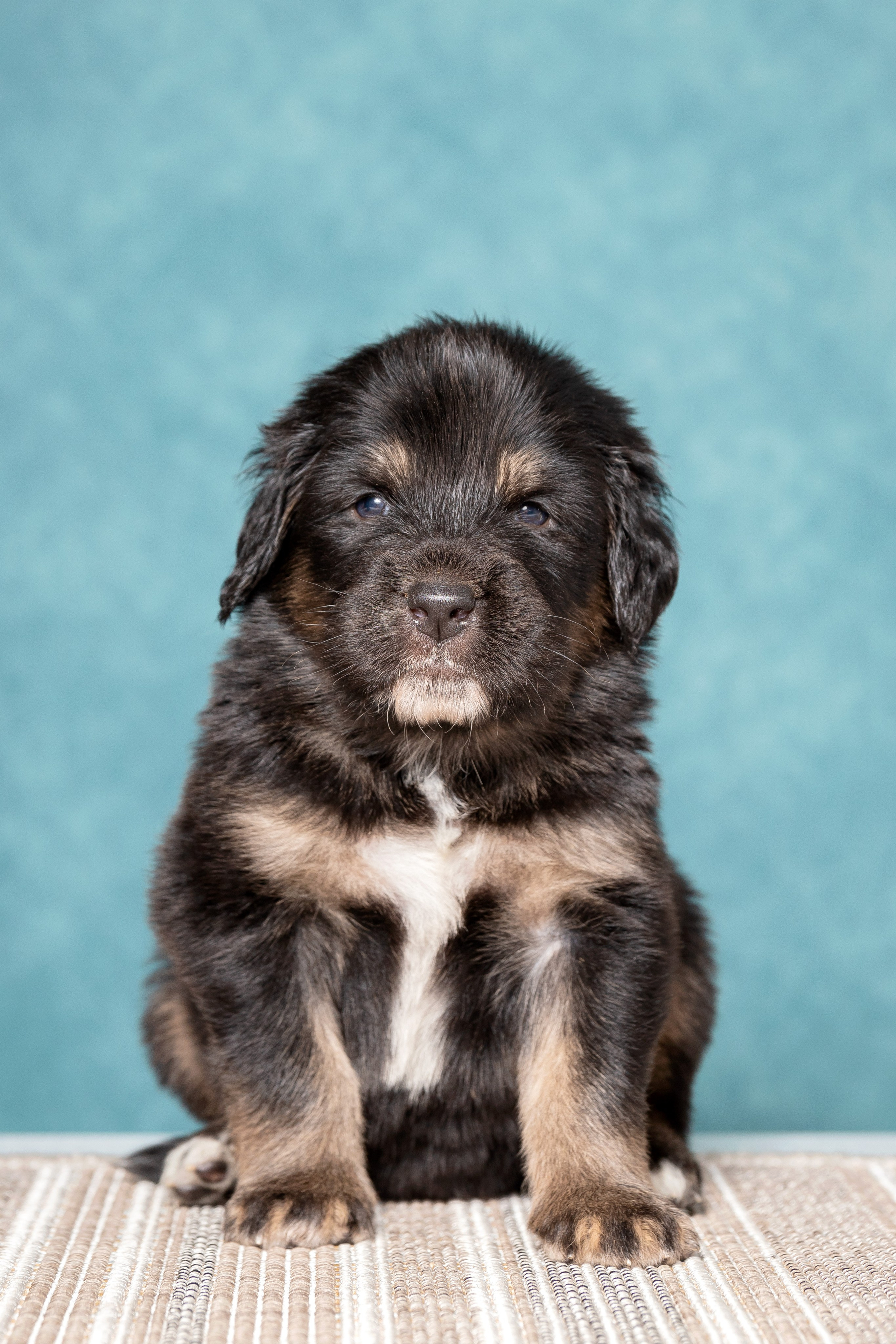 Тибетский мастиф. Юлия Микульская. Рыбинск