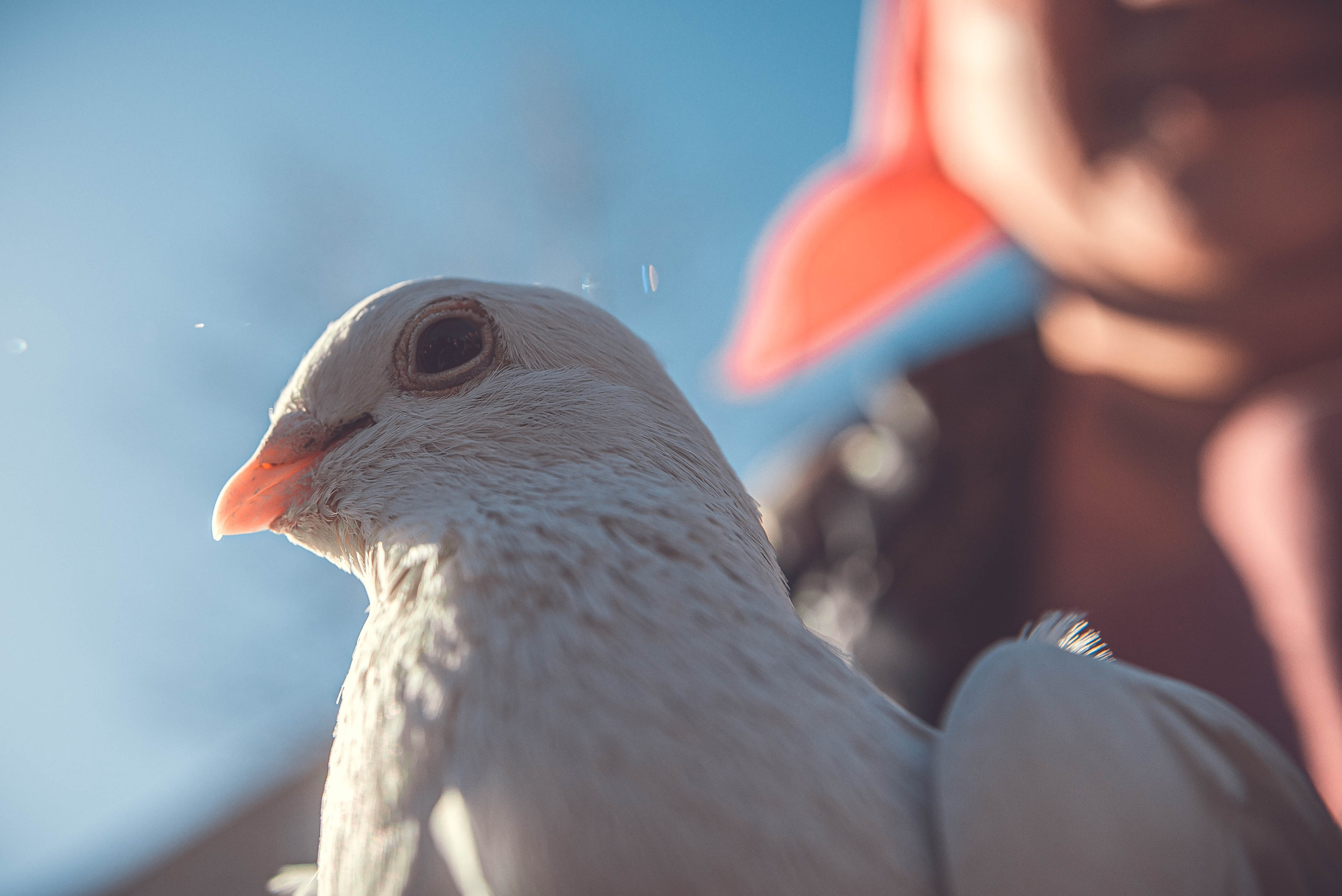 Службы. Профессиональный фотограф Церковных Таинств в Чите Ткачук Юлия