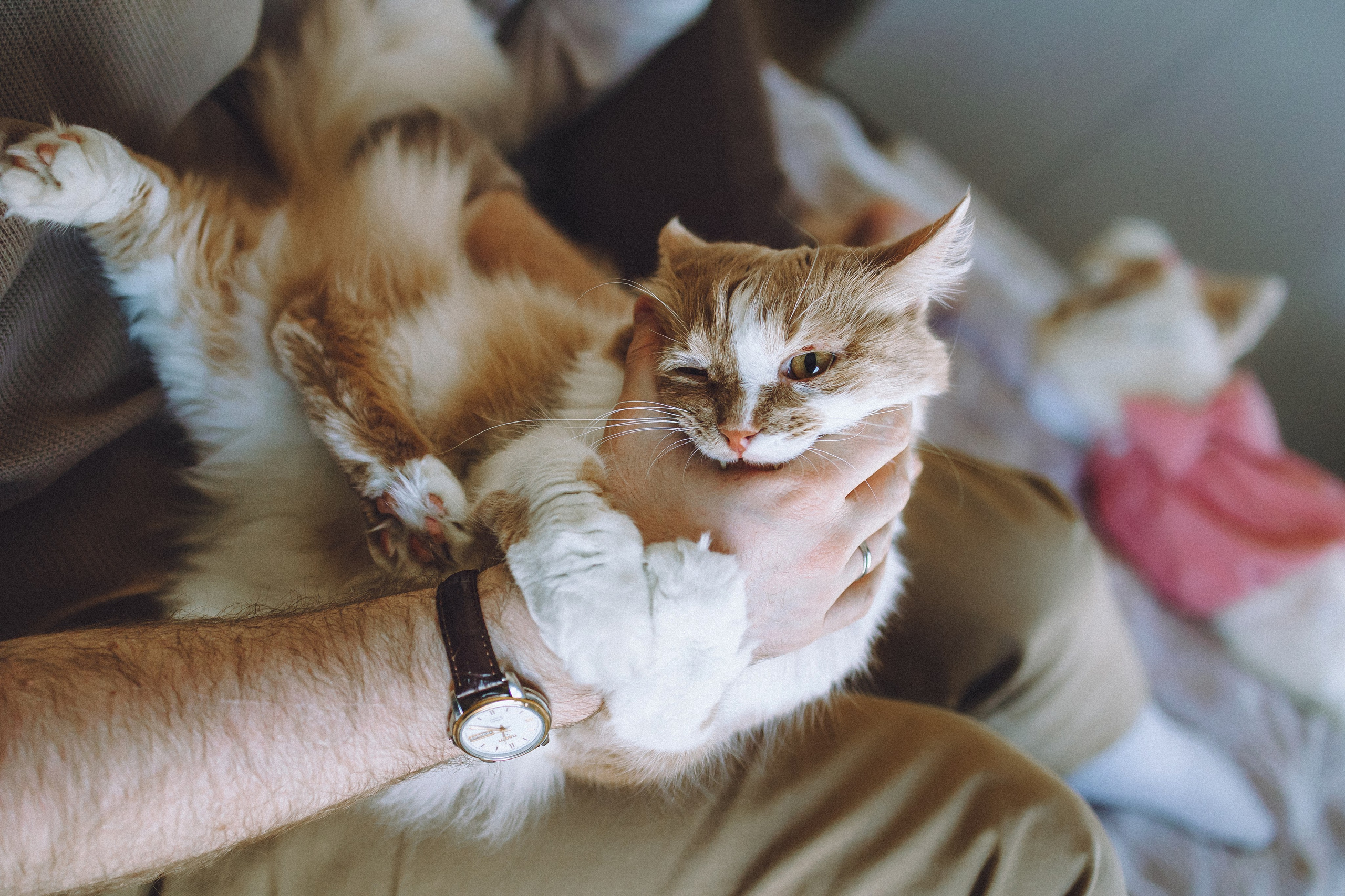 День Рождения Шу