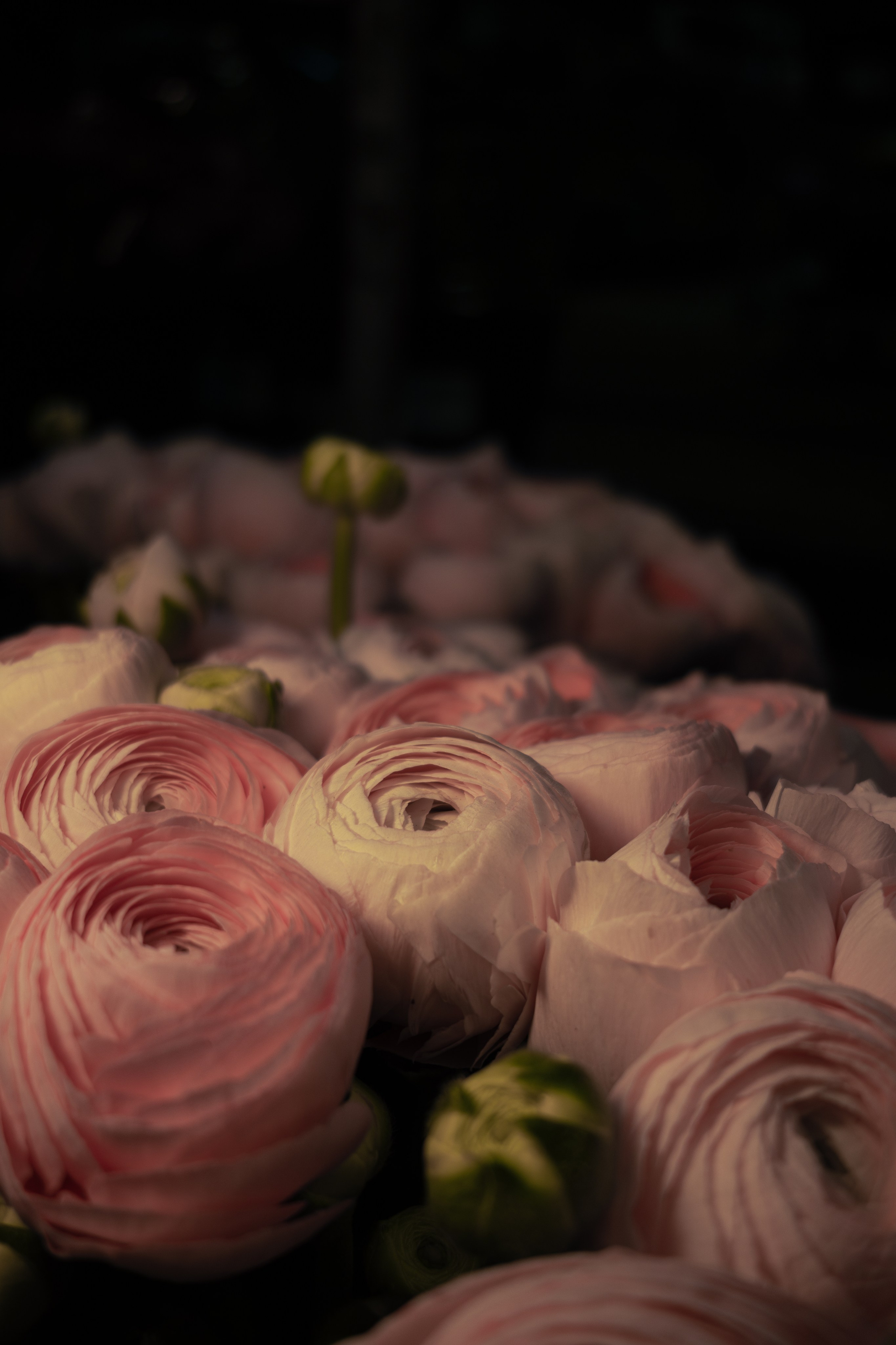 Flower warehouse. Фотограф Дарья Карпенко