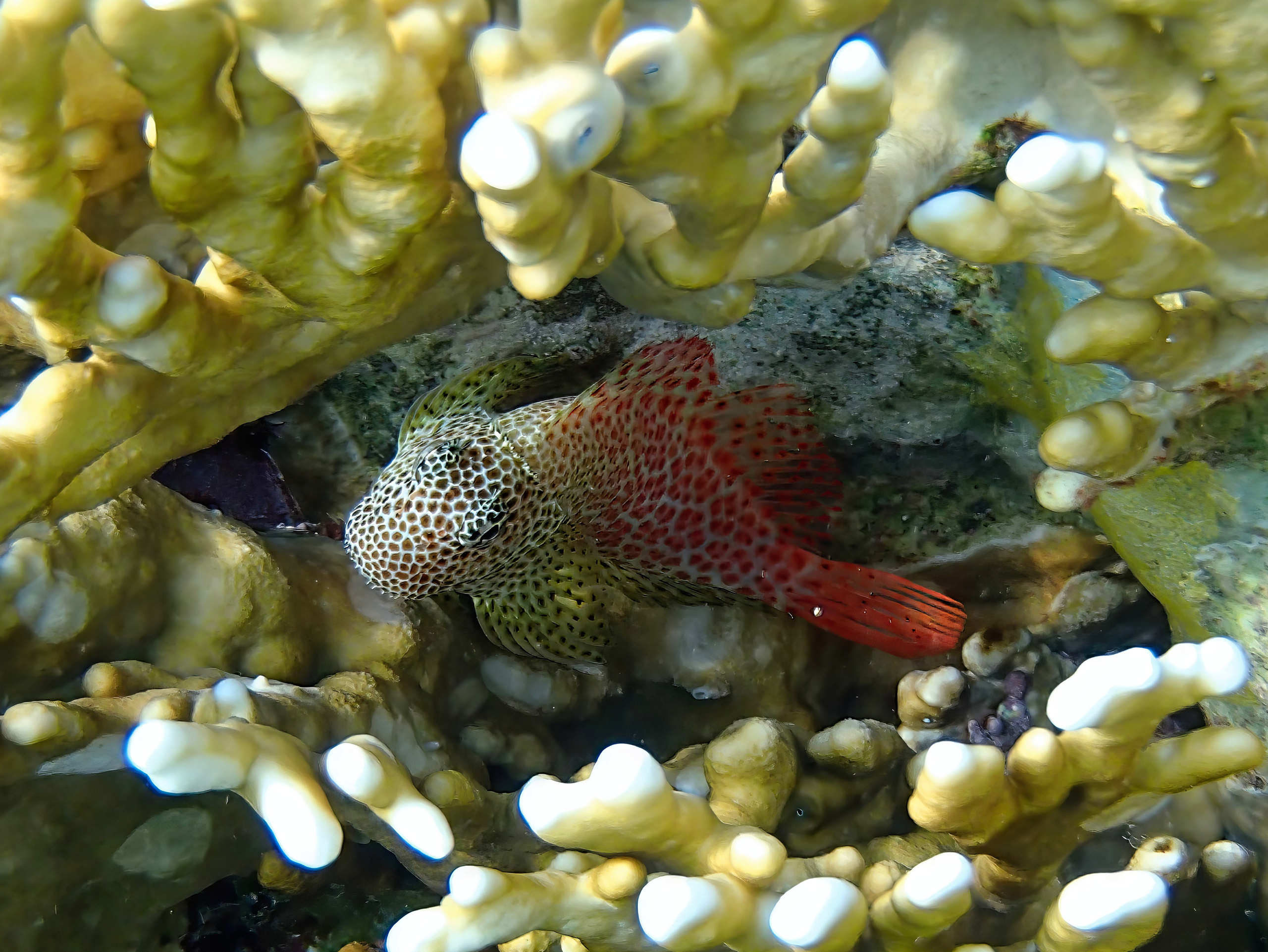 Рыбов показываю