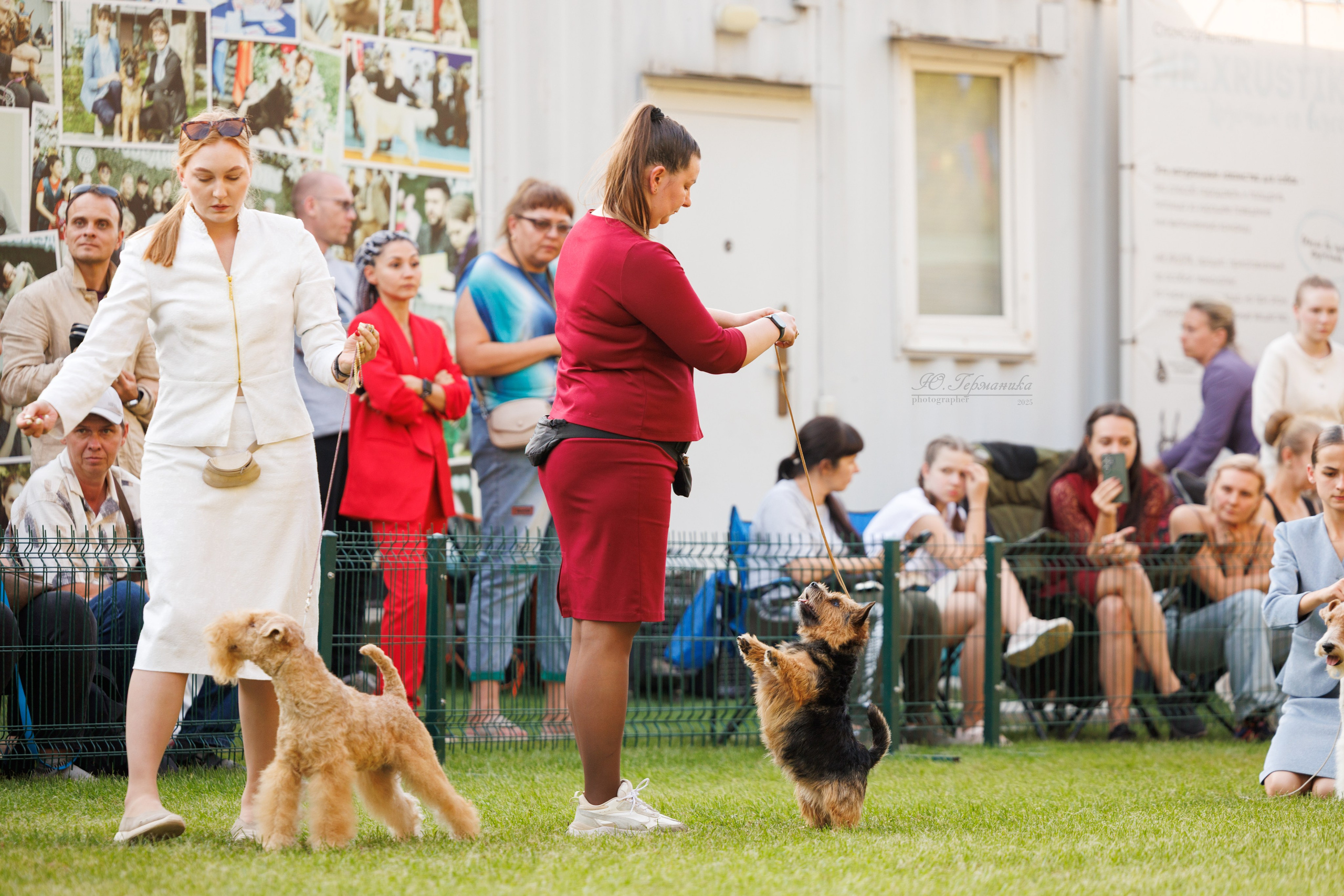 Бишкек 3х CACIB 26-28.09.2025. Фотограф-анималист Юлия Германика