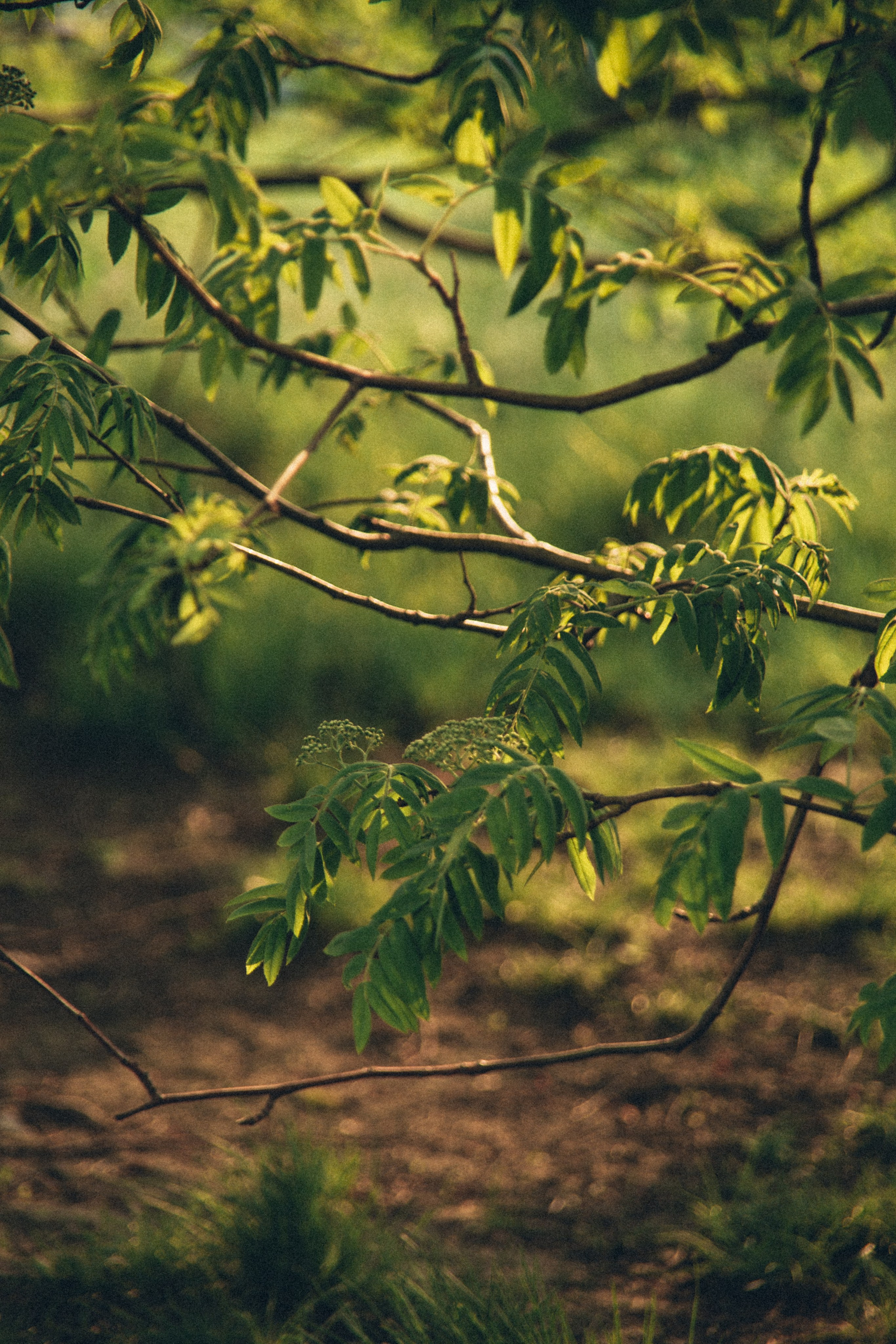 Природа. Darinishna Фэнтези-фотограф Хабаровск