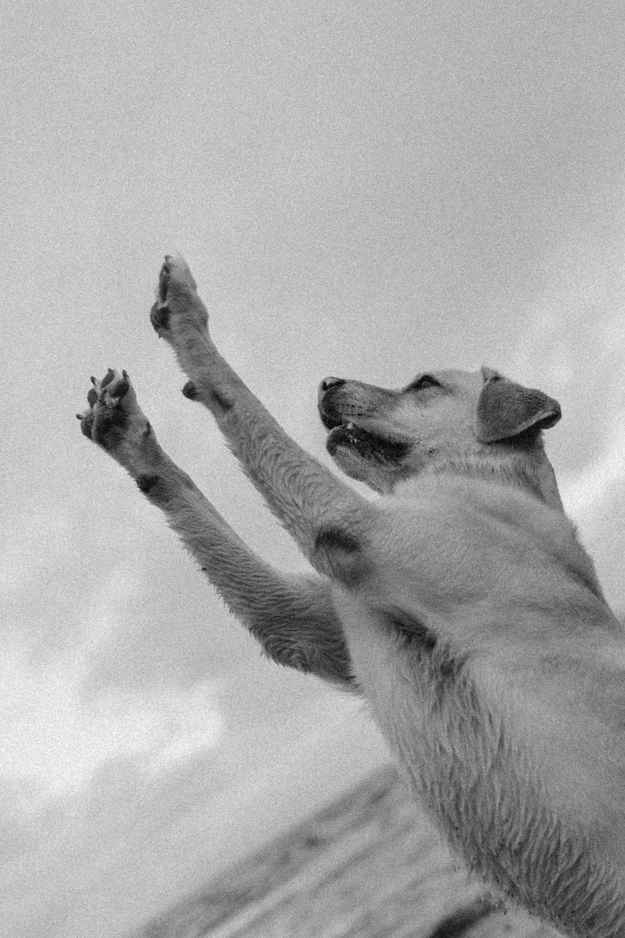 Ирина и Бася. Фотограф — Анималист | Санкт-Петербург