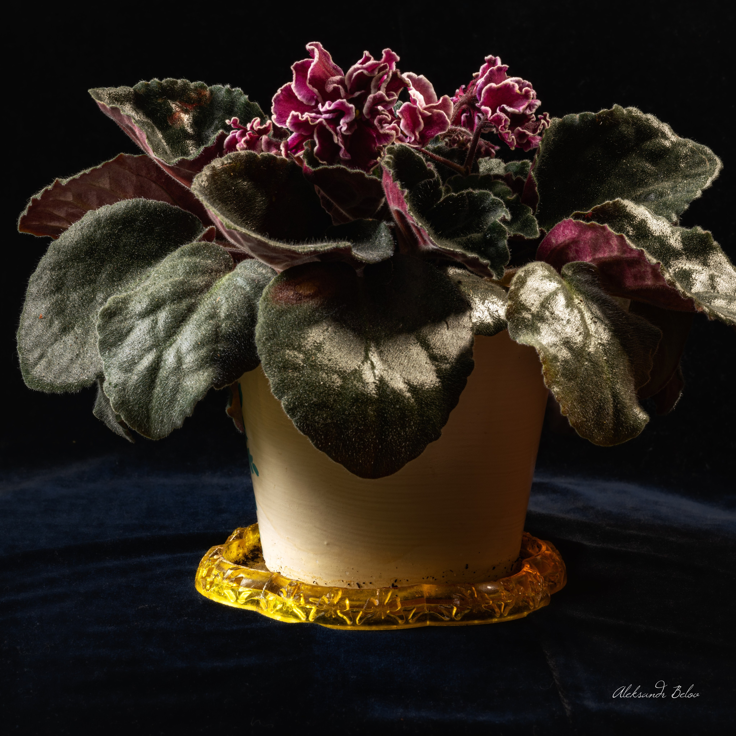 Цветы. Пейзажный и семейный фотограф в Санкт-Петербурге Александр Белов