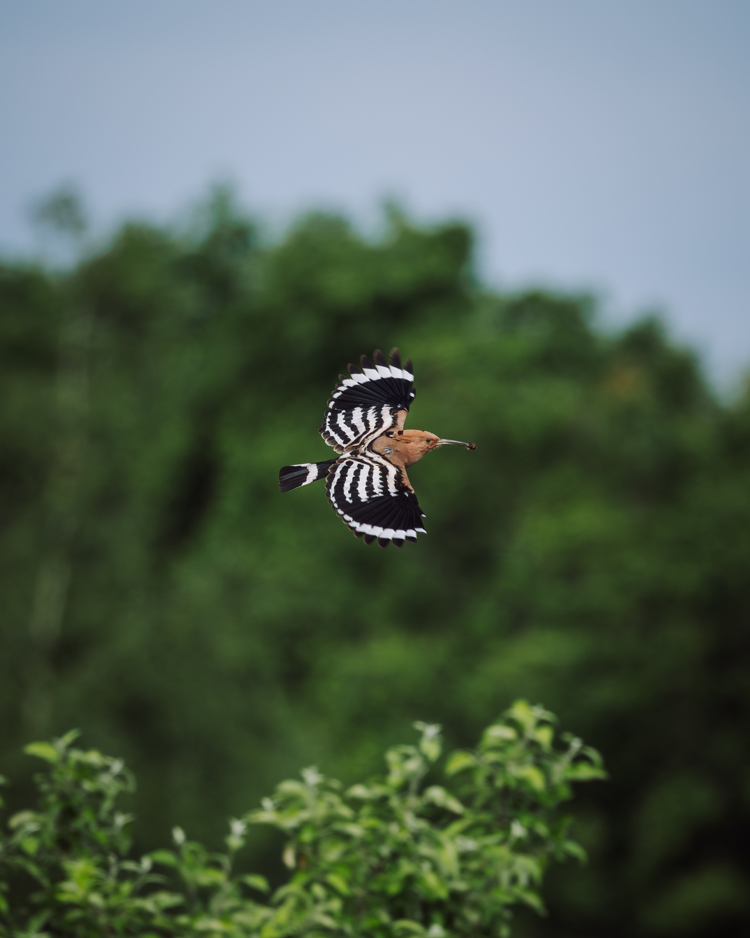 Voronezh 2026. Anton Chernov | Wildlife photographer