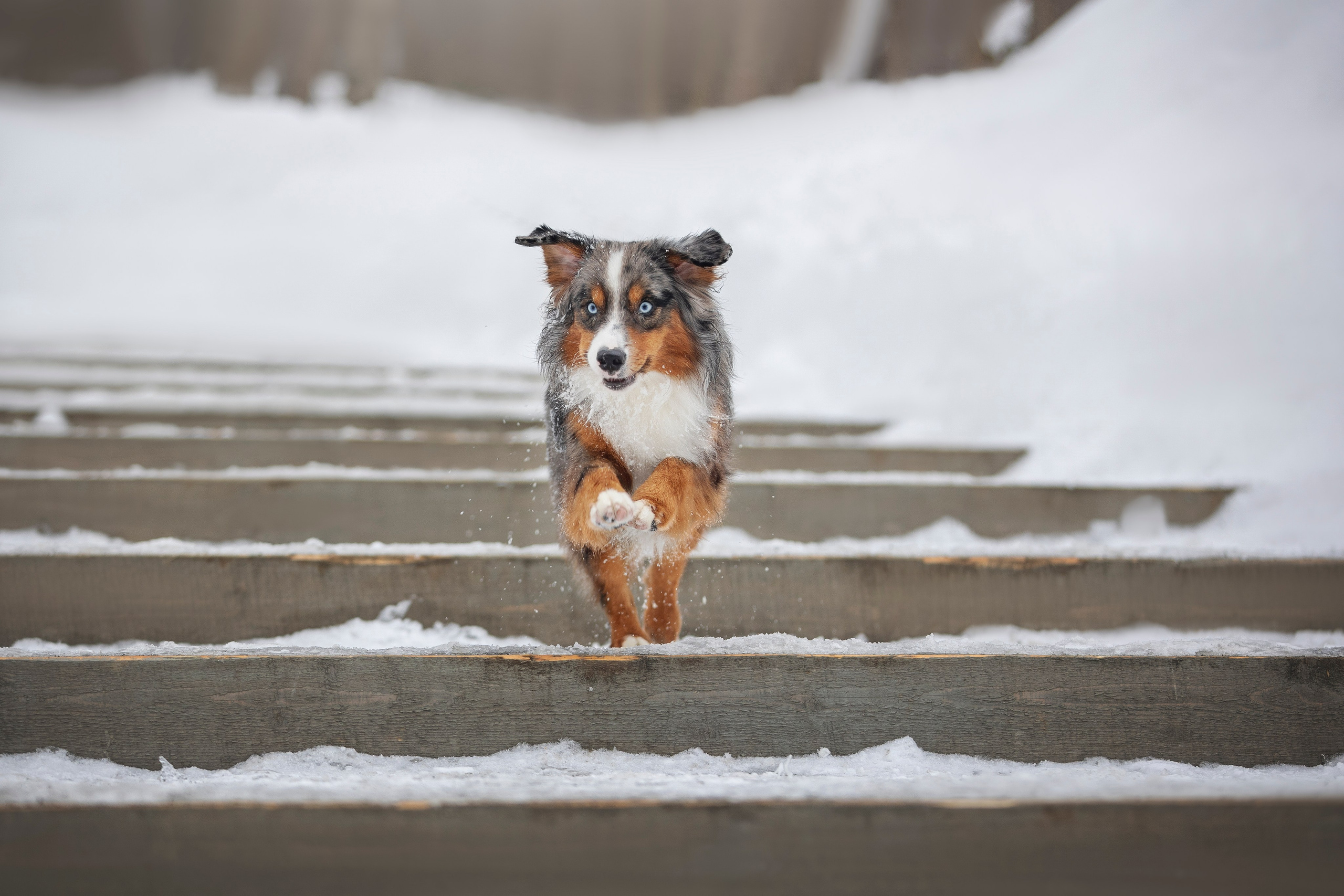 Дария, Макс, Сезам и Чили. Фотограф анималист в Москве Майорова Евгения
