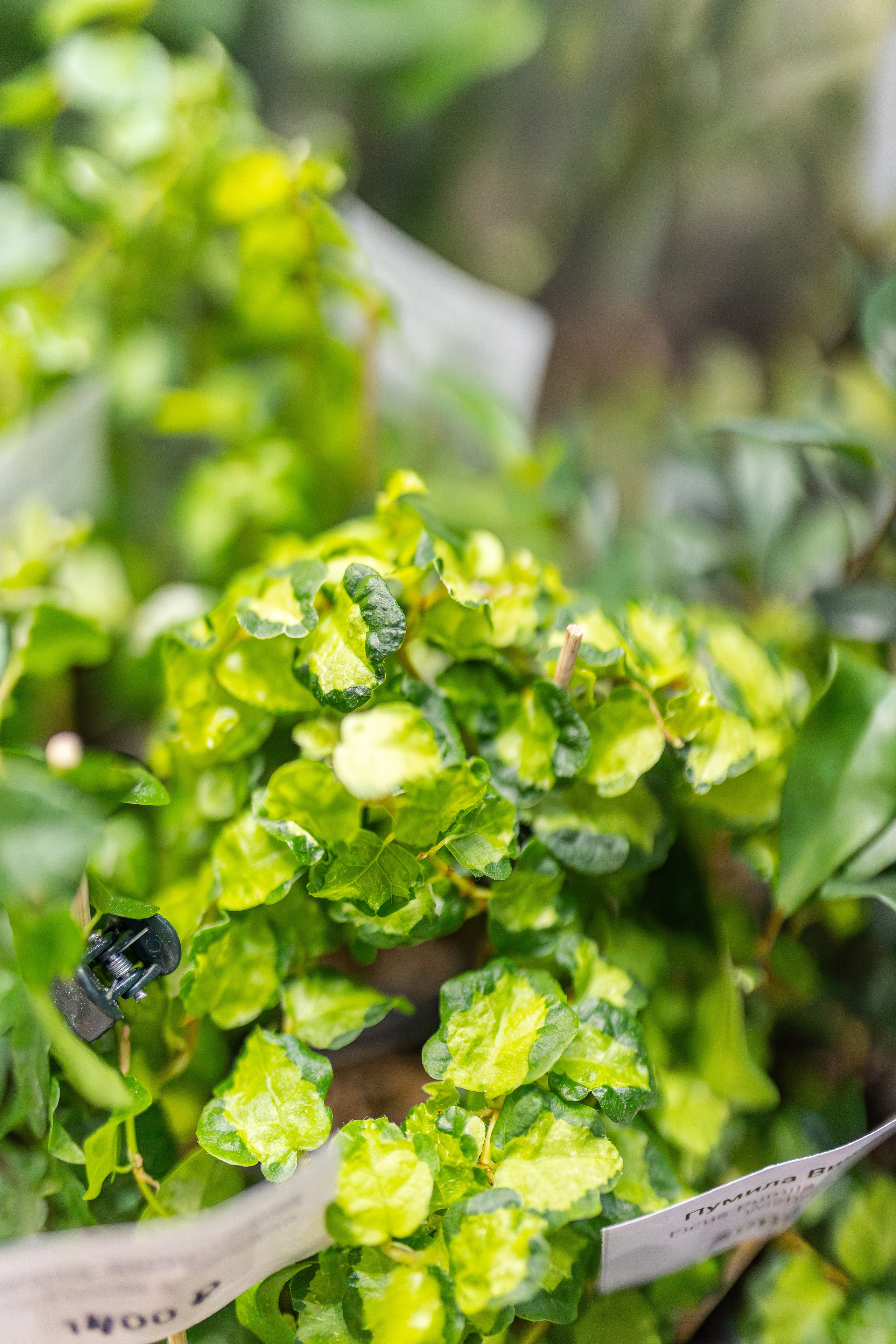 Монстериум апрель 2026. Александра Куликова фотограф, Москва