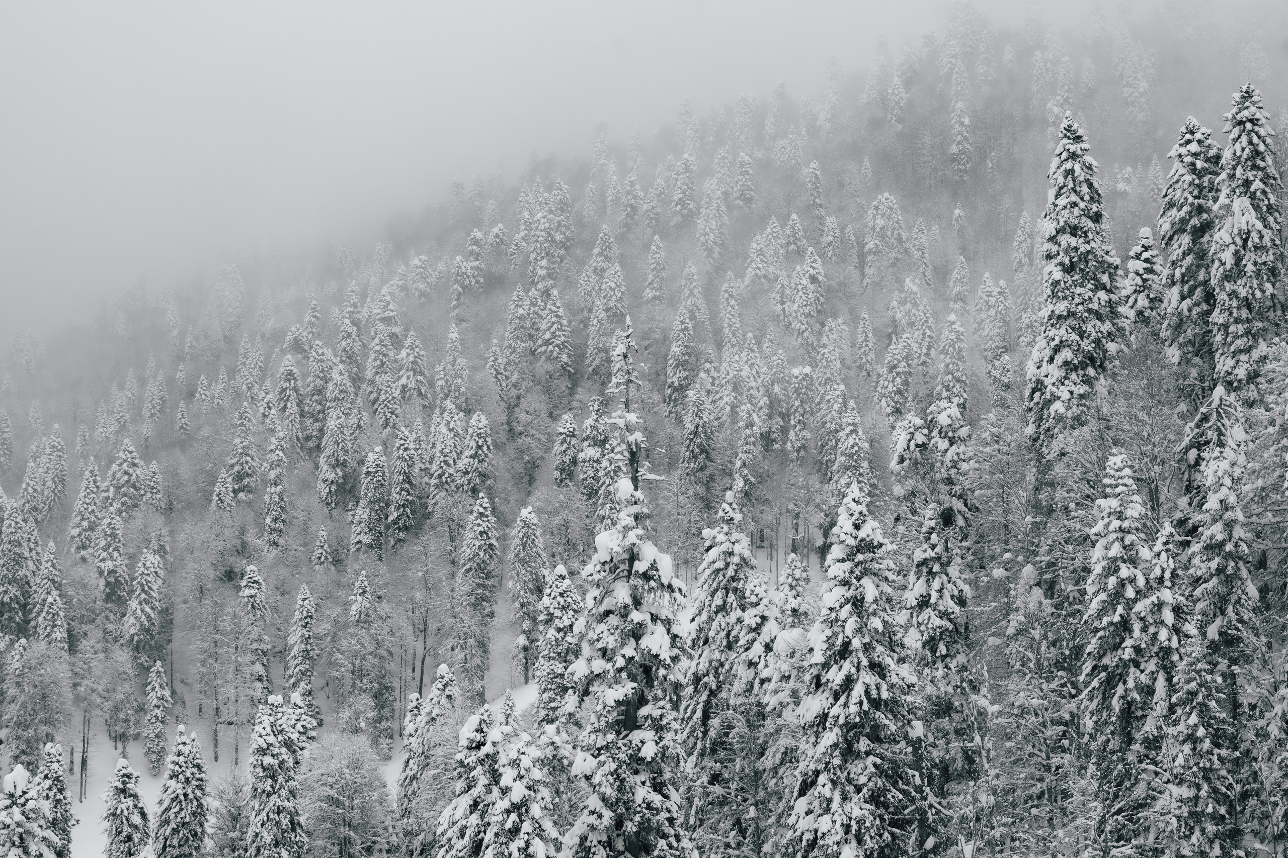Путешествия и пейзаж. Репортажный фотограф в Красной Поляне и Сочи Павлюченко Екатерина