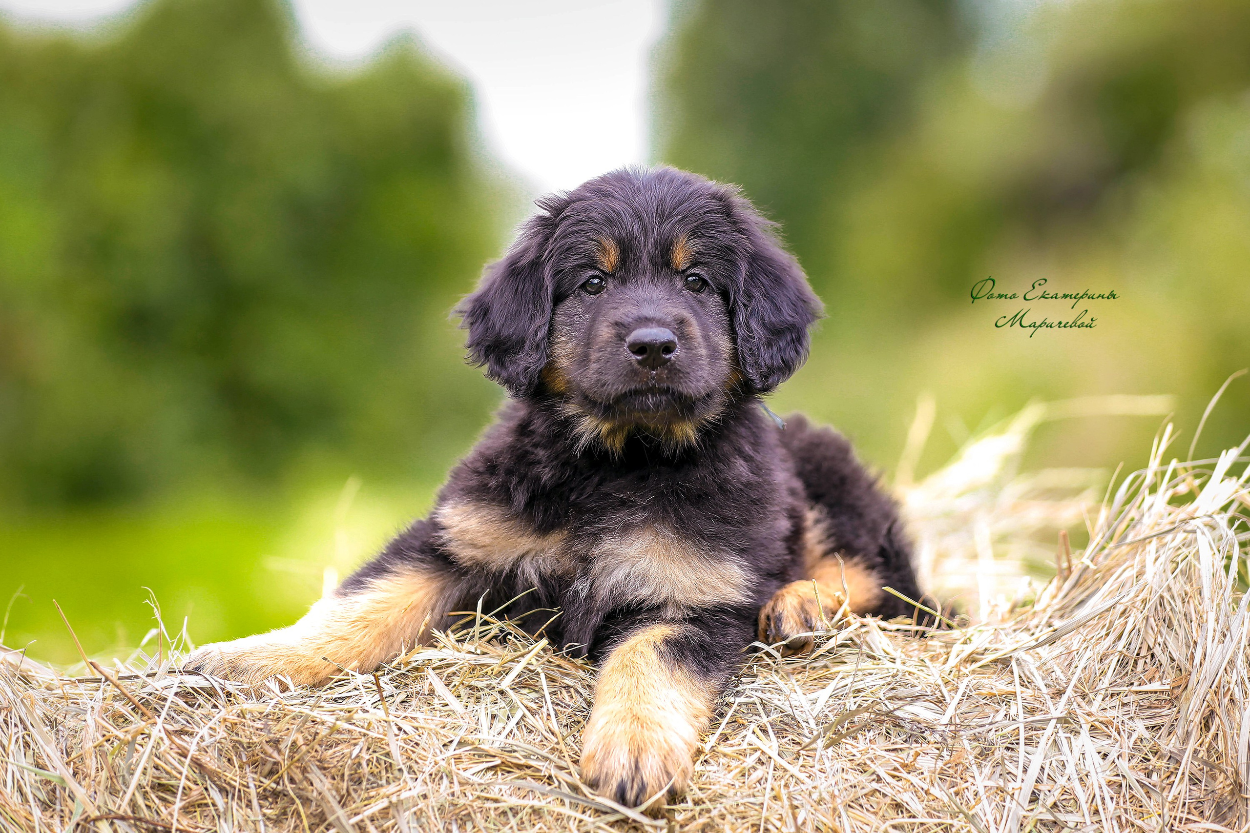 Выездная съёмка с естественным светом. Фотограф-анималист в Омске Екатерина Маричева