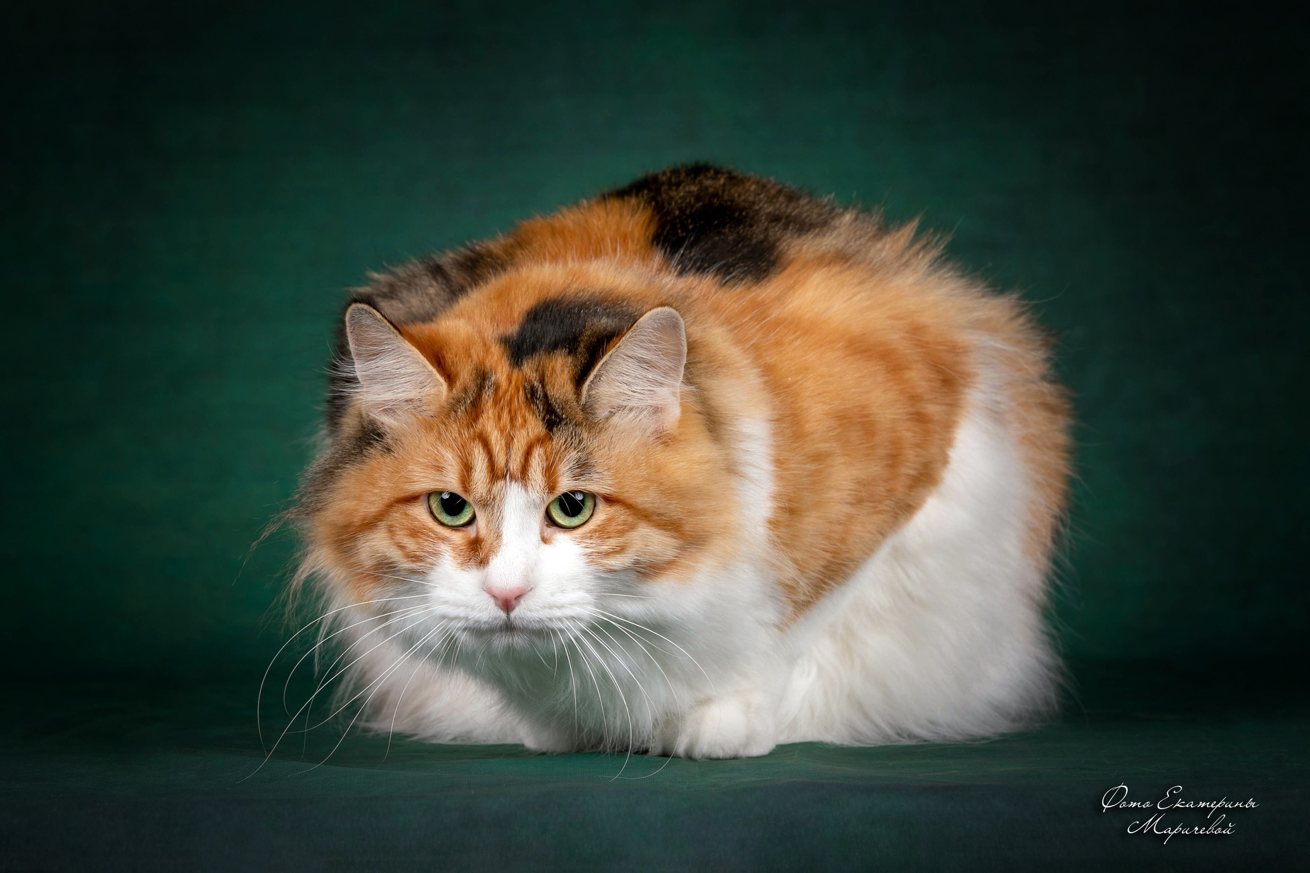 Стендовая съёмка на выставках кошек. Фотограф-анималист в Омске Екатерина Маричева