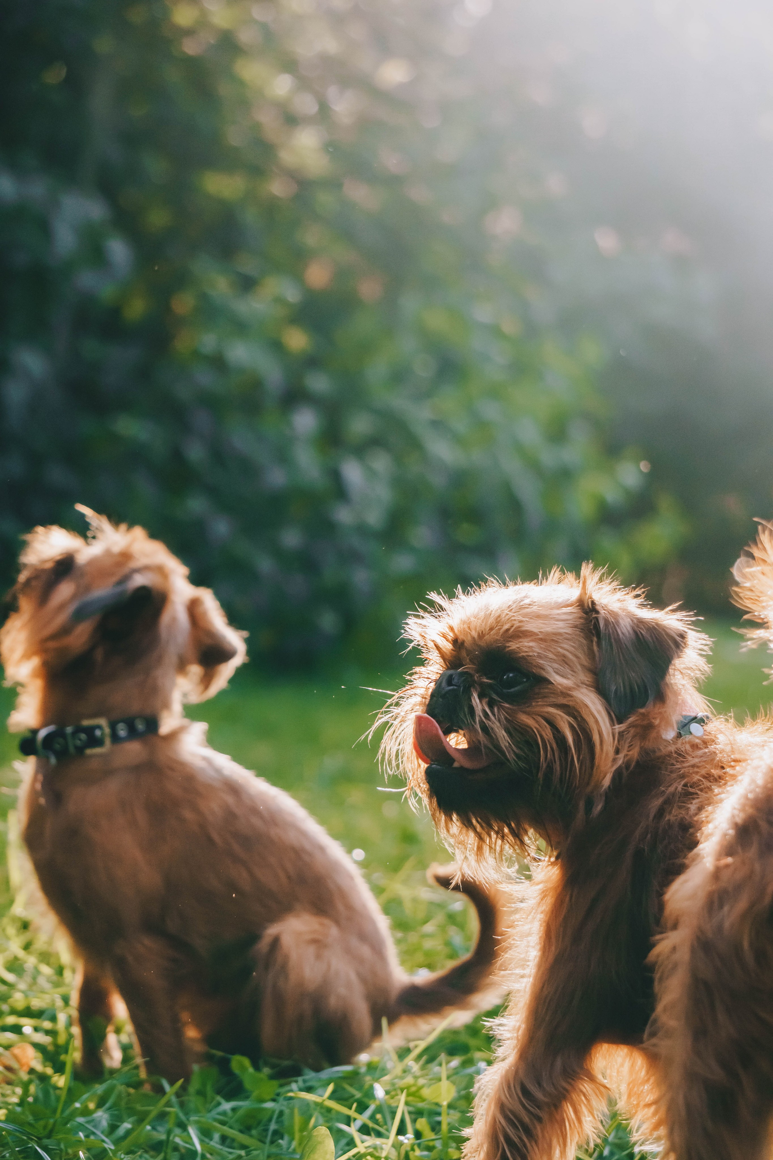 Мини-туса гриффоны и брабансоны. Фотограф-анималист Ксения Воробьева, Москва
