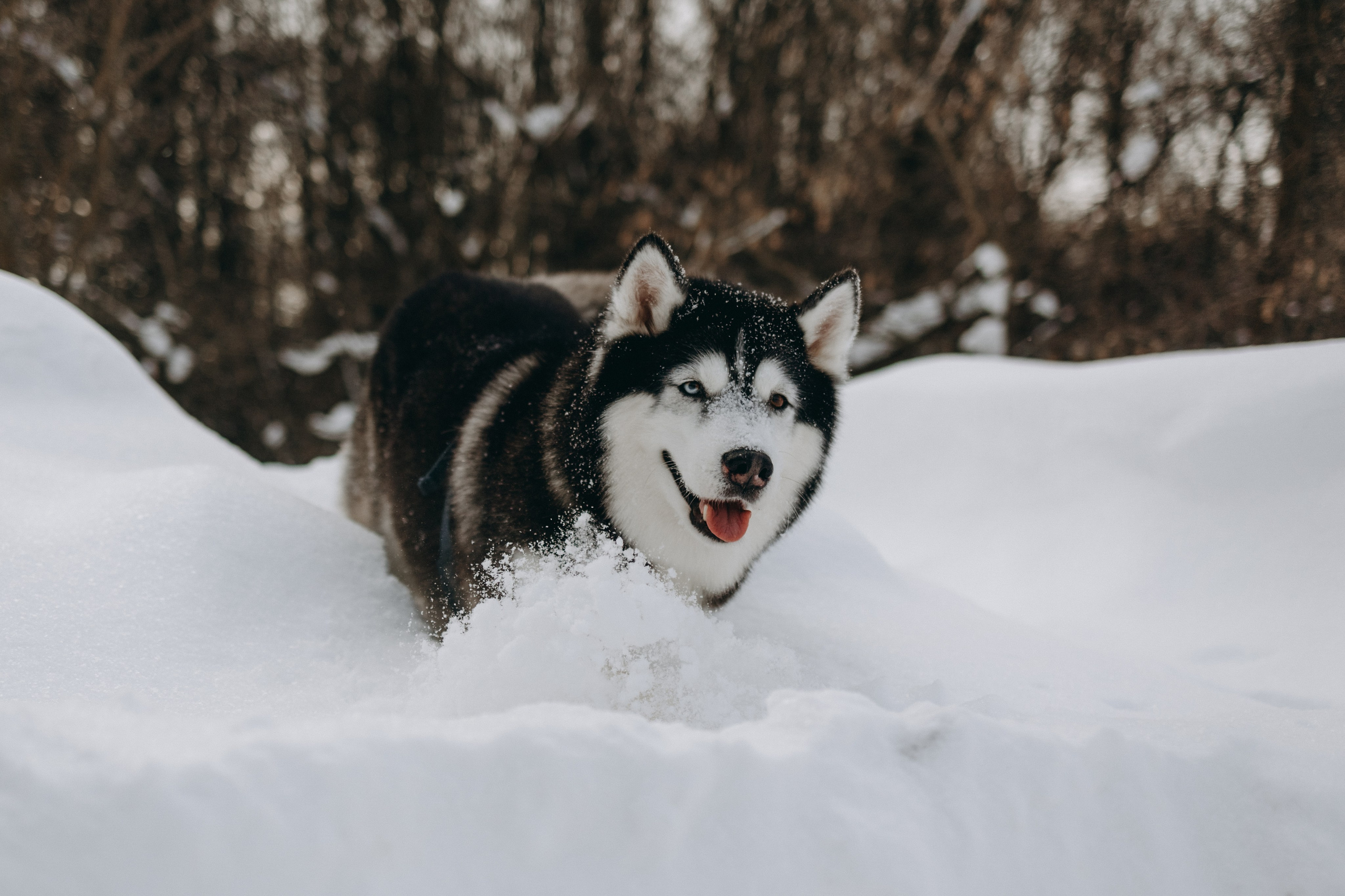 Вегас и его семья. Фотограф — Анималист | Санкт-Петербург