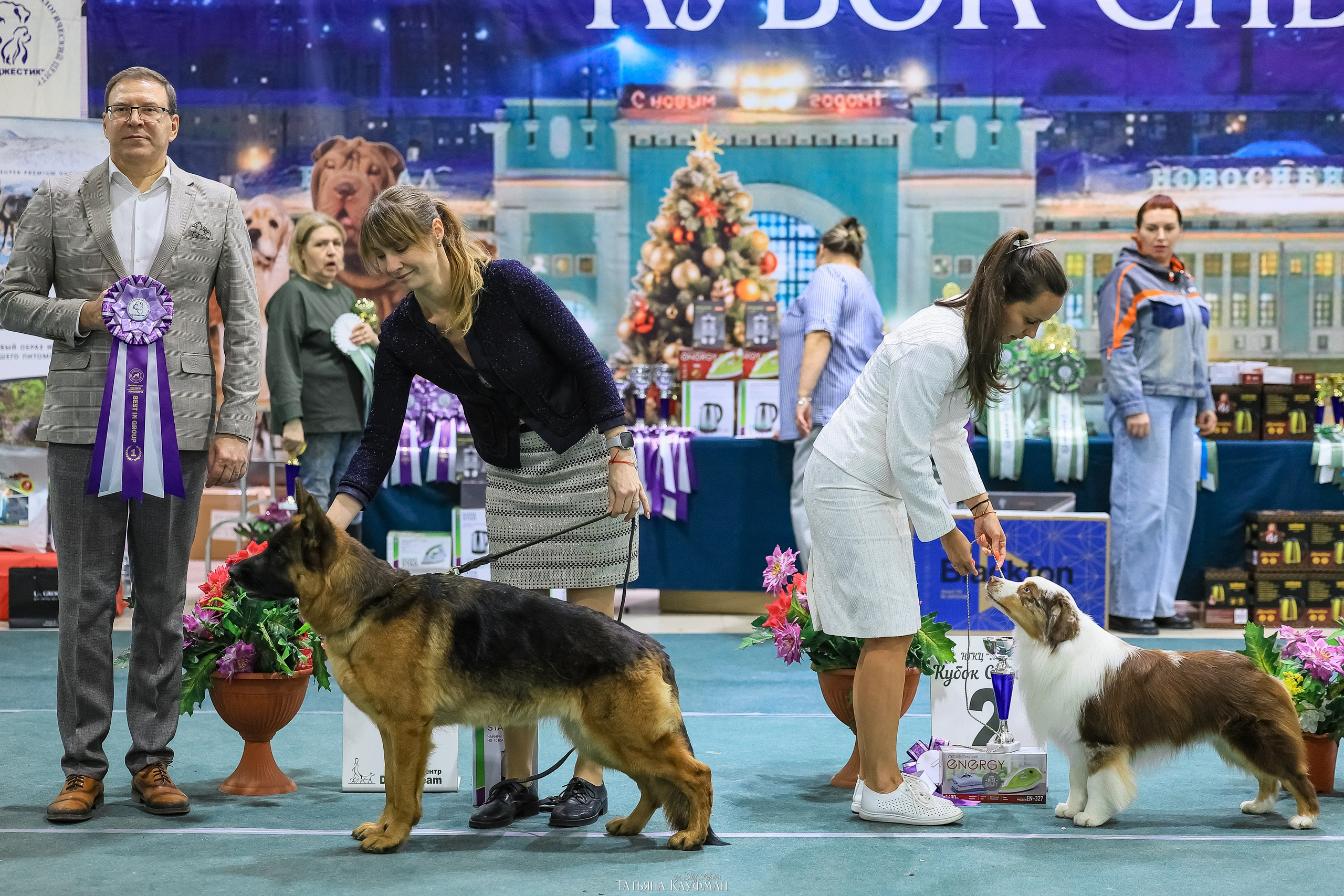 6-7.12.25 — 1-4 Национальные выставки собак в Новосибирске (2х рейтинговые). Фотограф Анималист из Новосибирска Татьяна Кауфман