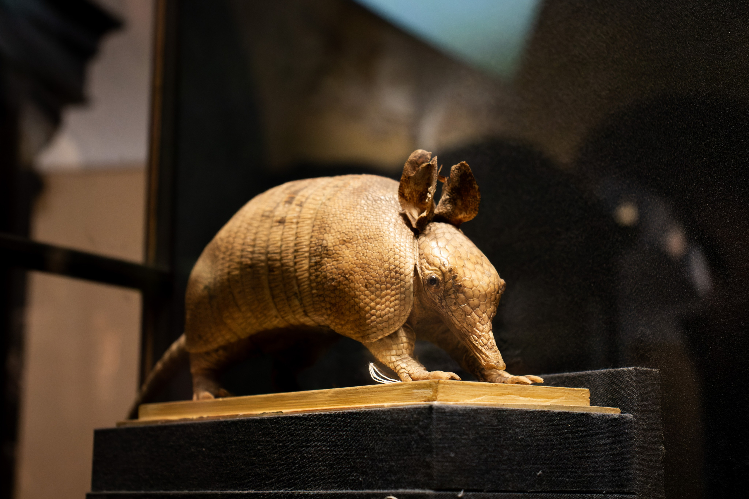 Из наблюдений. Плак или Квак