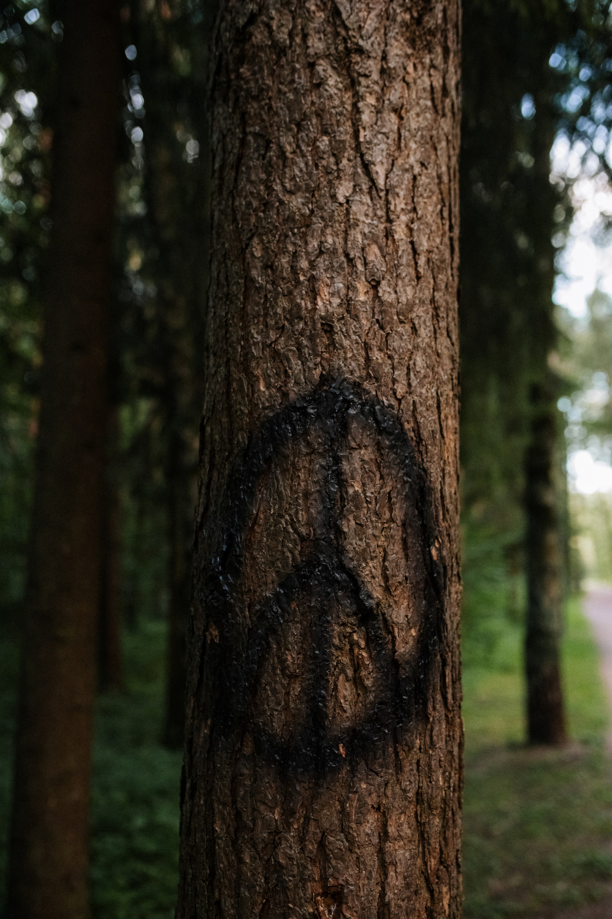 Хвост, смех и лучшие подруги. Фотограф анималист в Москве Ольга Агушева