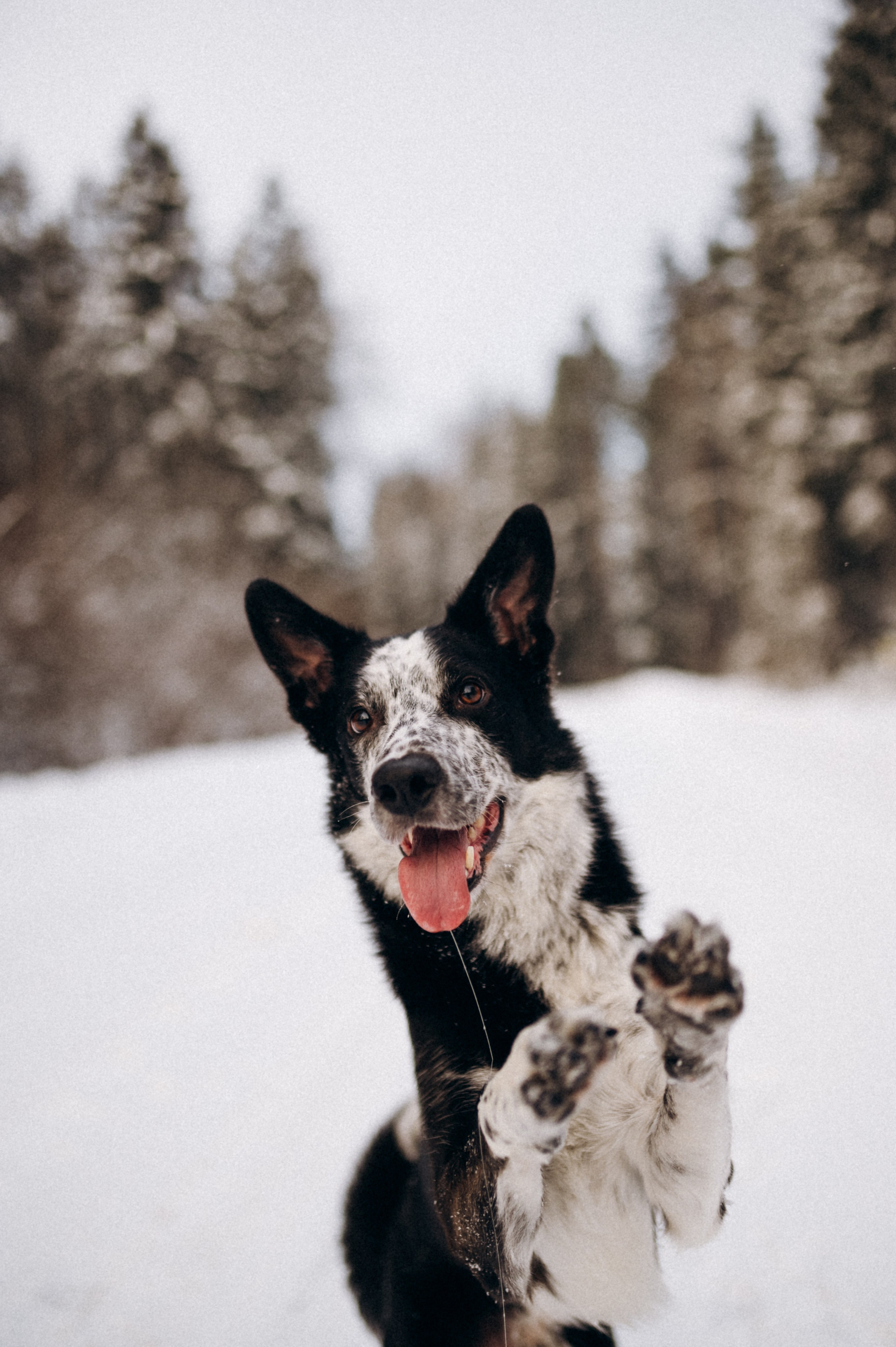 Аня и Милан. Фотограф анималист в Москве Ольга Агушева