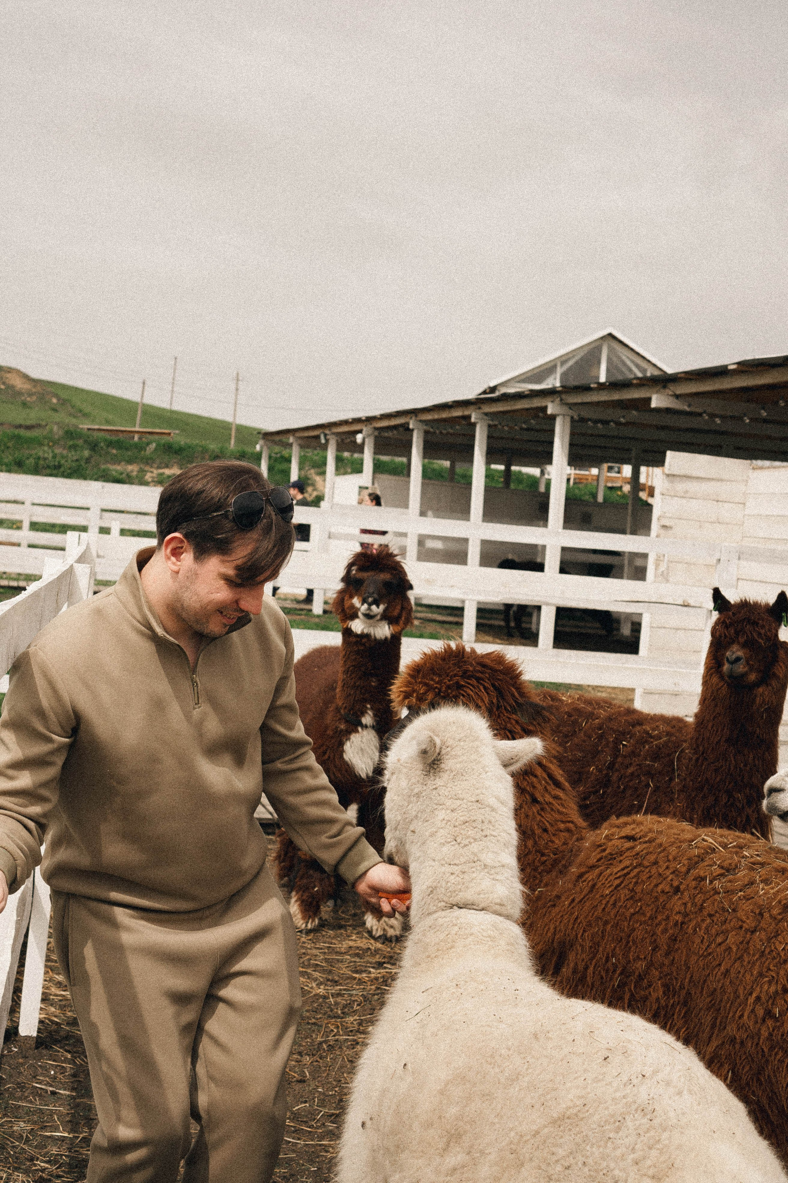 Ферма Альпак. Профессиональный фотограф, Санкт-Петербург — Виктория Богомолова