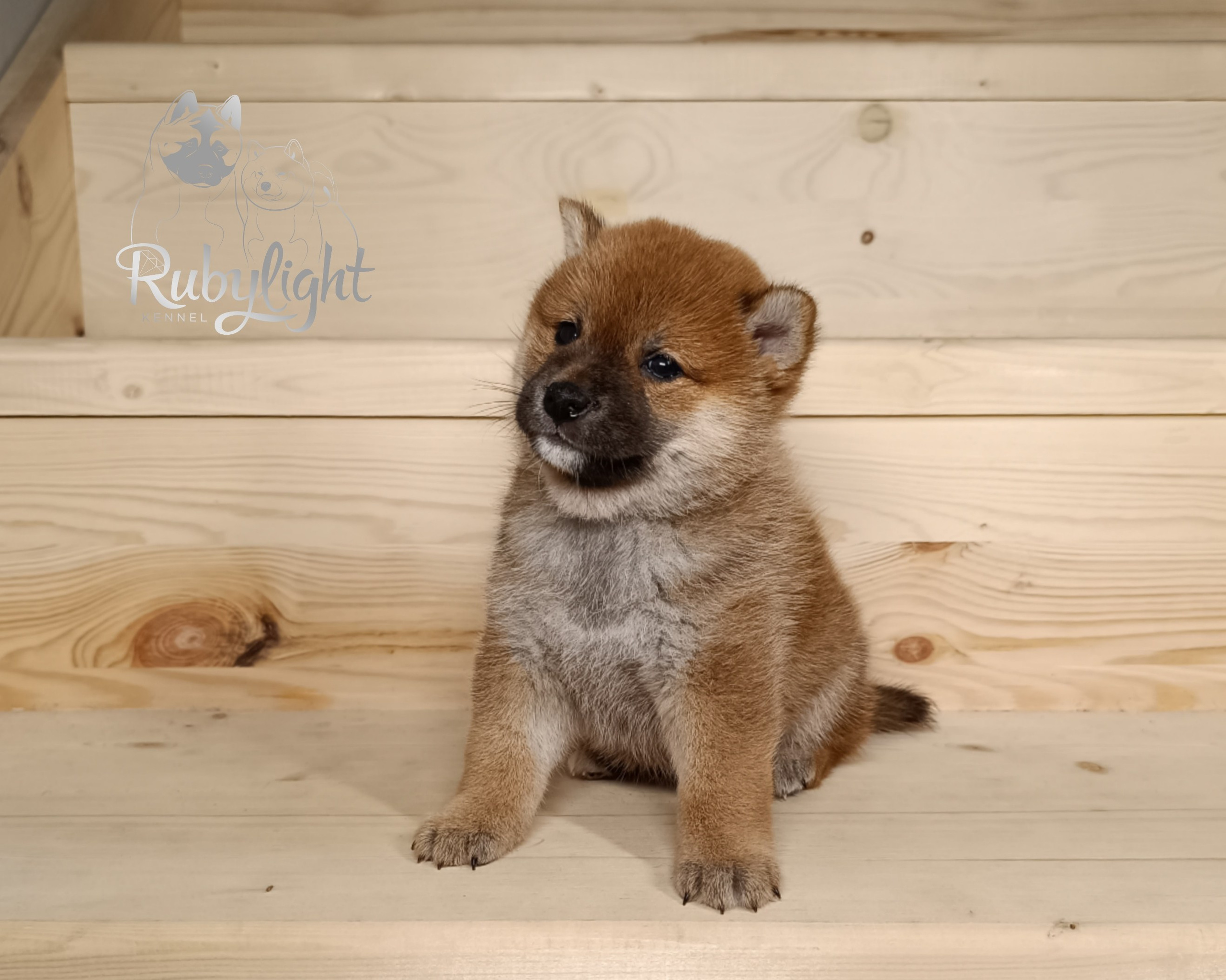 Сиба Rubylight Ellis питомник Рубилайт 