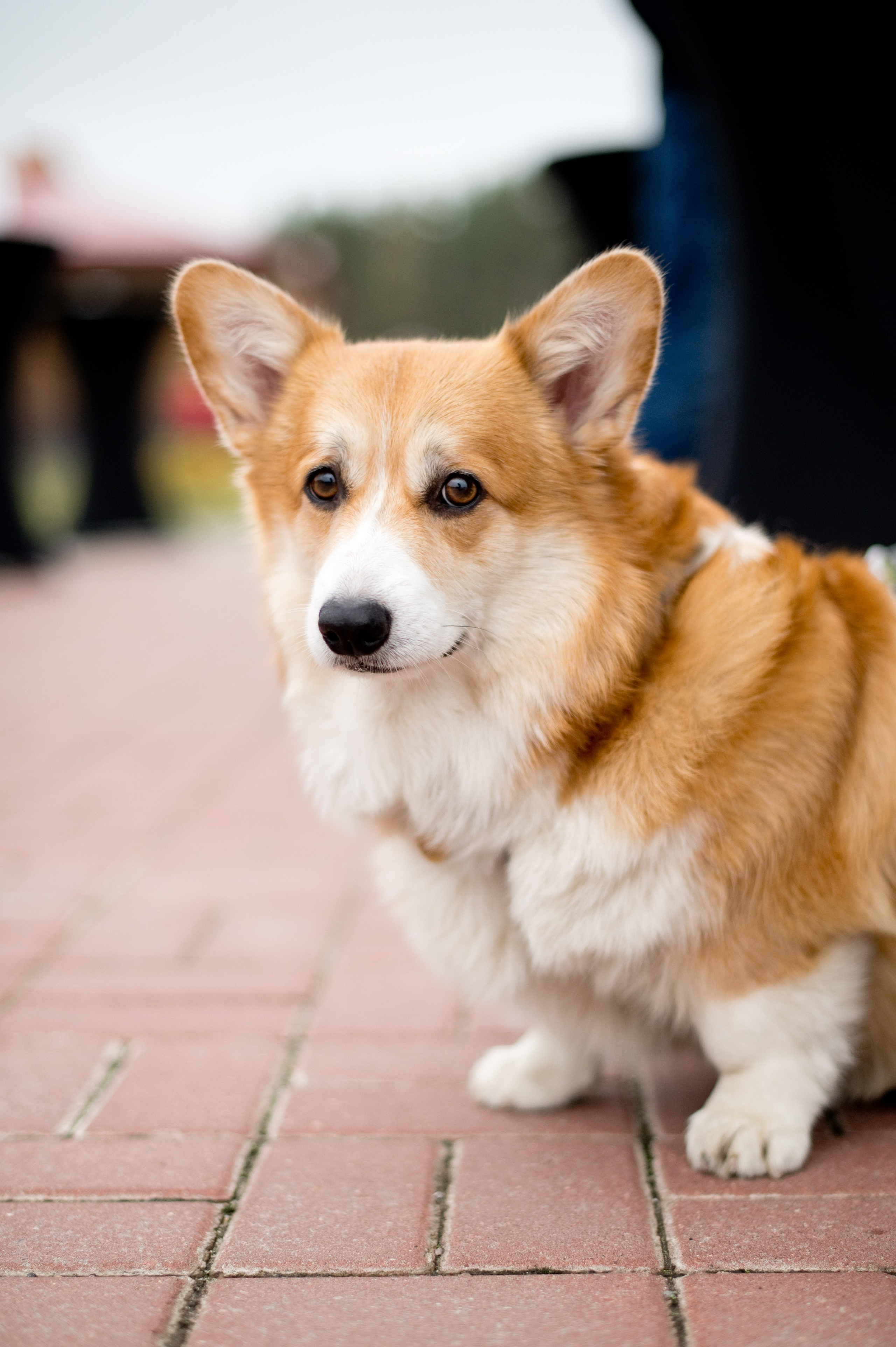 Посадка деревьев в рамках акции Зарубежнефть. Репортажный фотограф и видеограф Слава Думчев. Тимбилдинги, отчетники, корпоративы