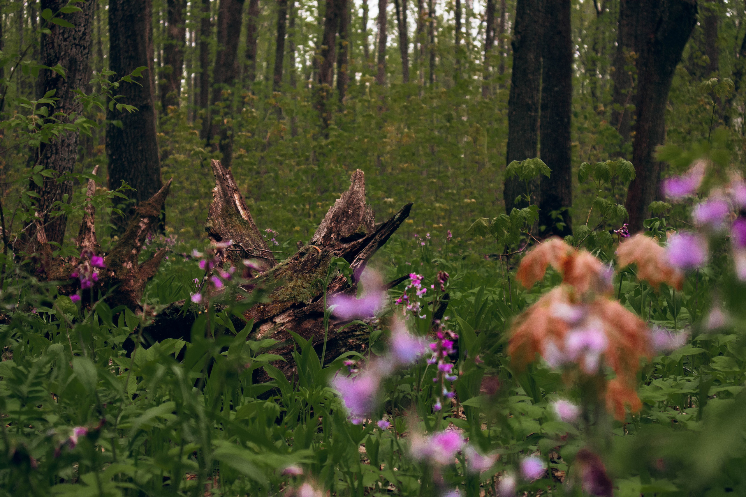 Сокольская гора. Фотограф и видеограф в Бугульме Аня Трутнева