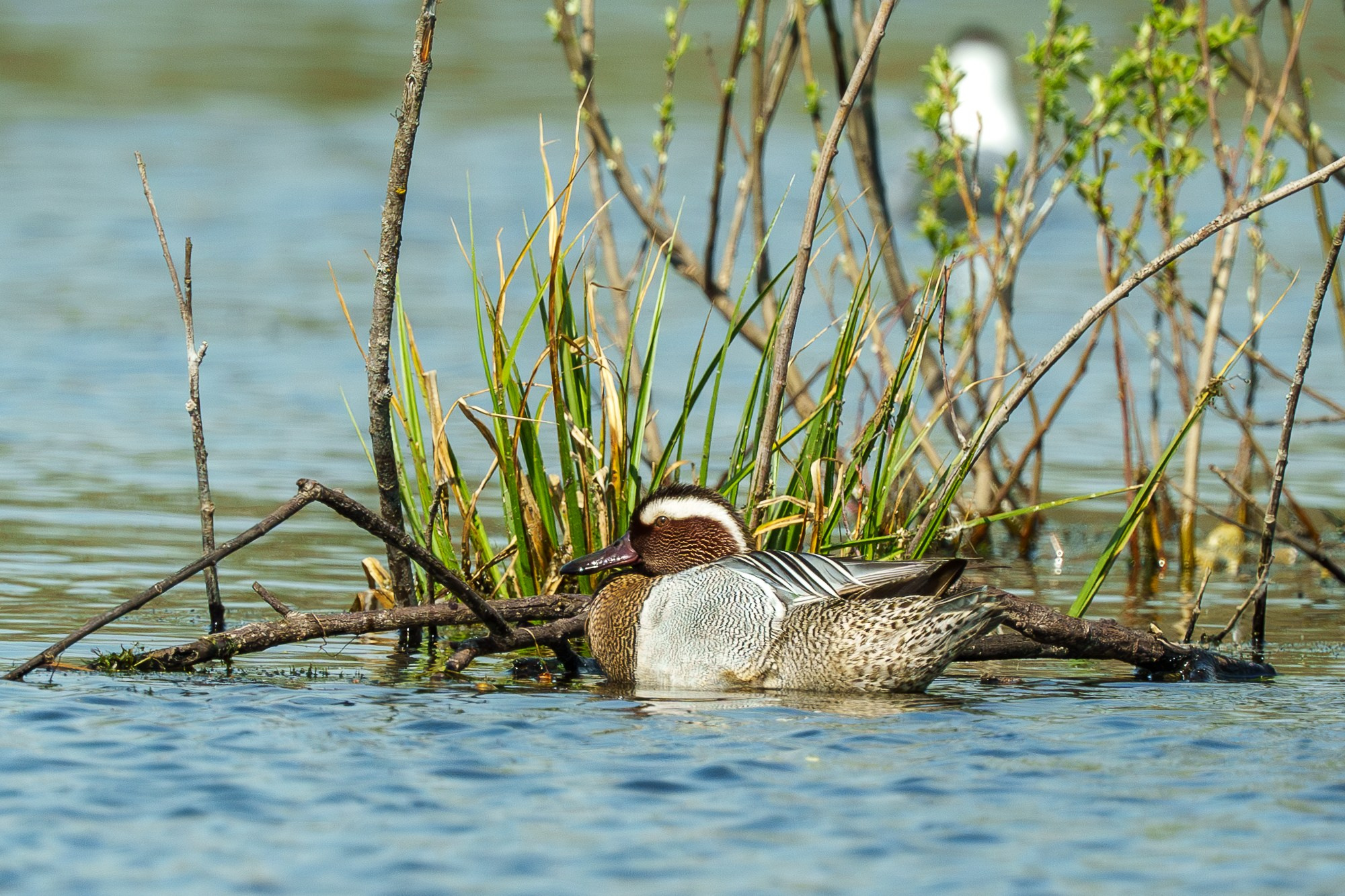 Удивительные мир птиц. Вокруг нас столько прекрасного — присмотритесь!. Ваш личный фотограф Марина Волкова