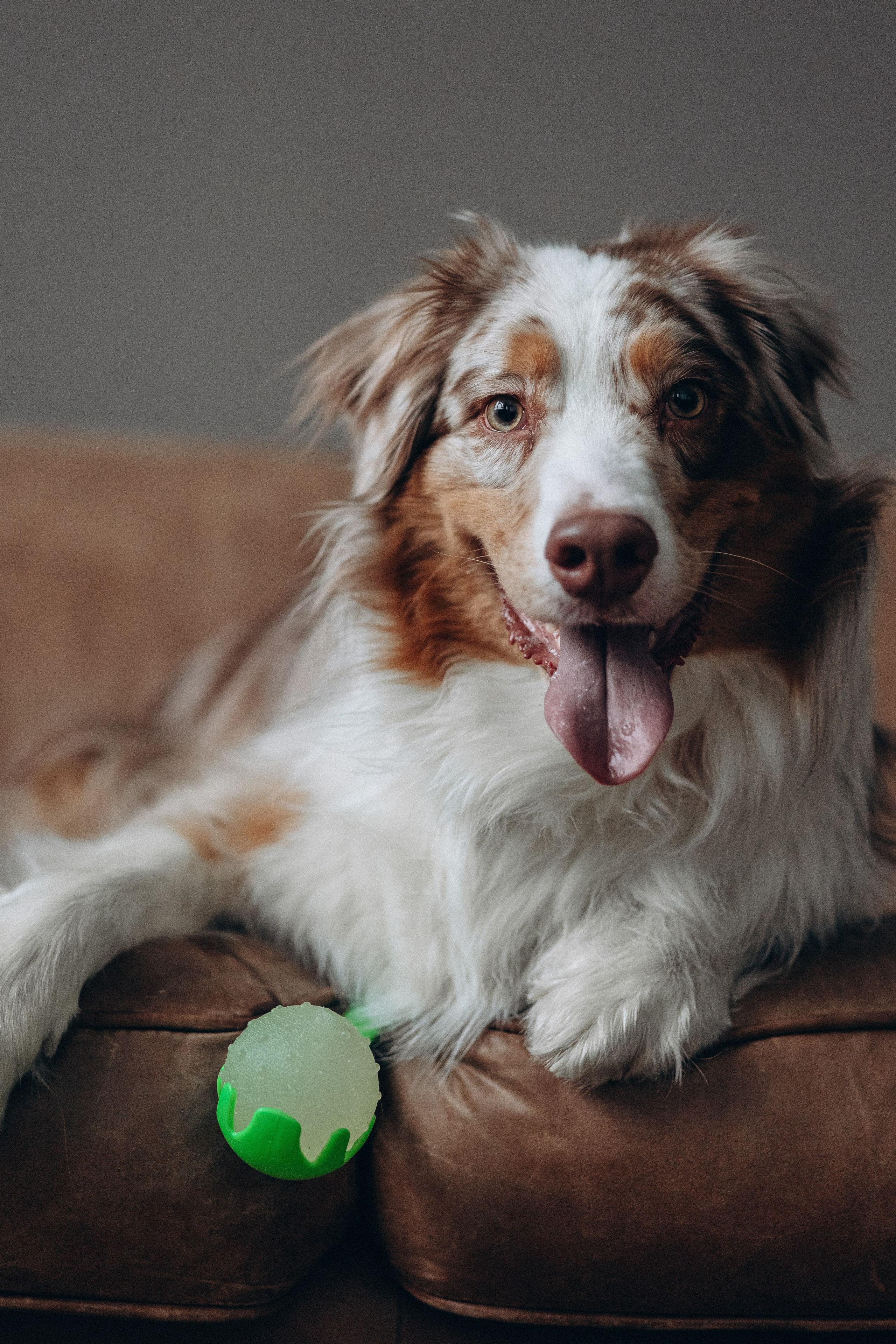 Катапульты. Фотораф — анималист Мария Шистка