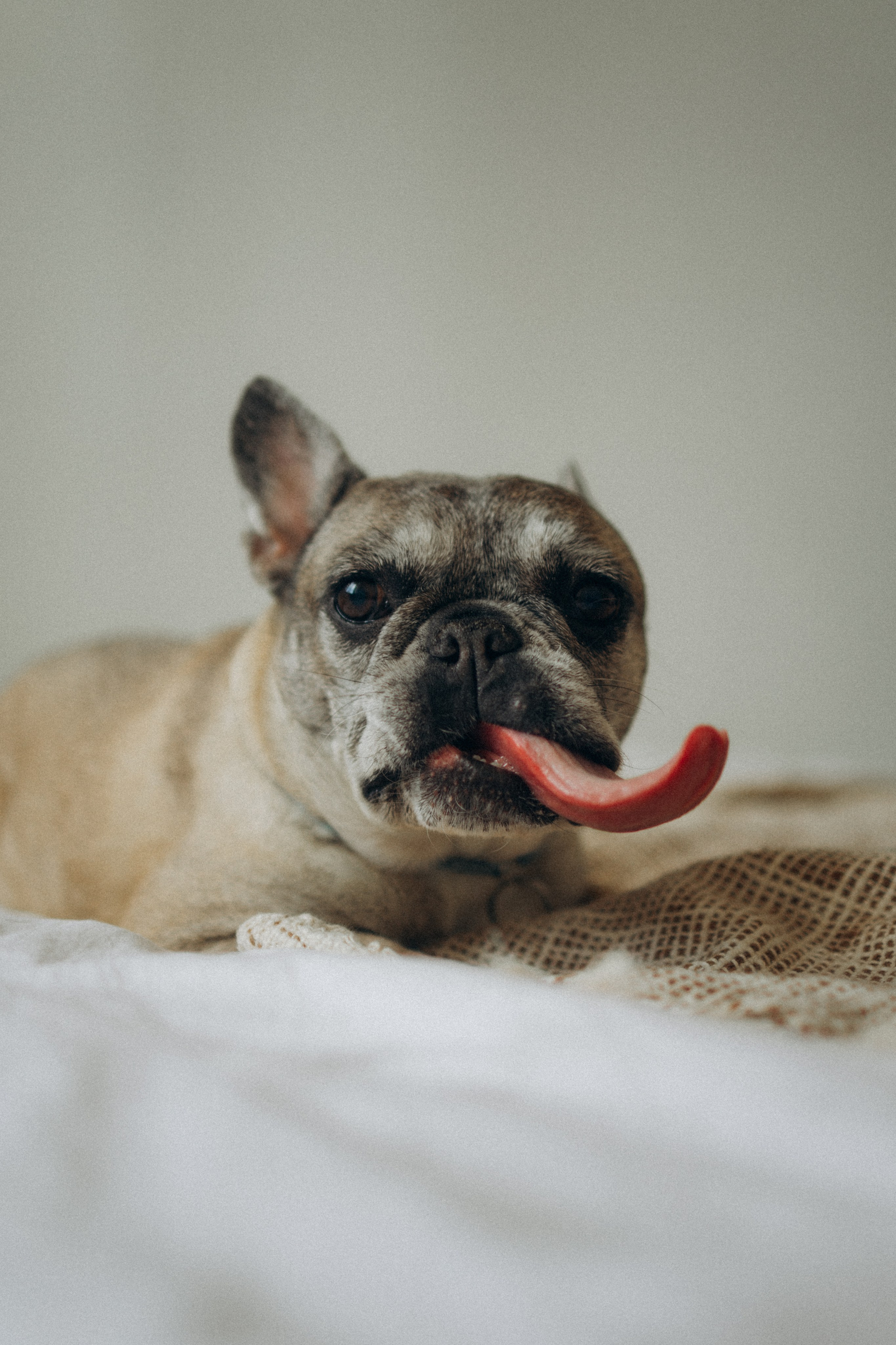 Зефирка, Булка и их Ро. Фотораф — анималист Мария Шистка