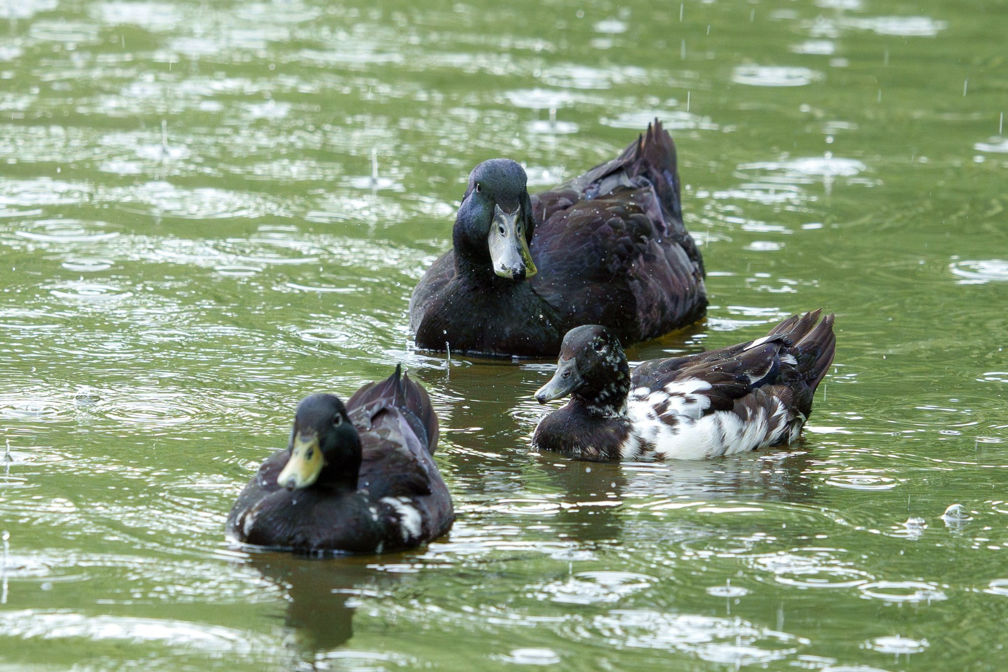 Удивительные мир птиц. Вокруг нас столько прекрасного — присмотритесь!. Ваш личный фотограф Марина Волкова