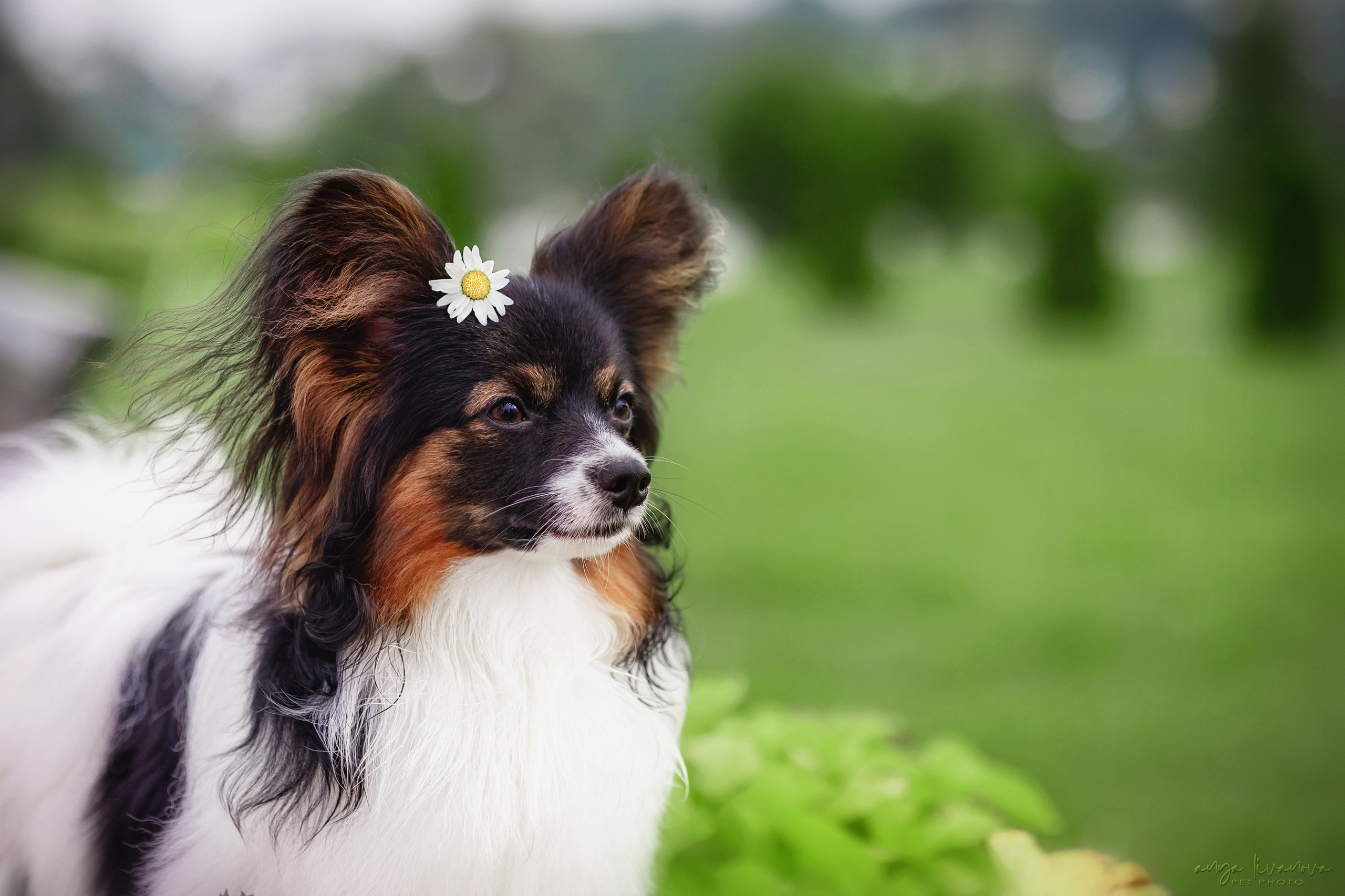 Елена и папийоны. Фотограф анималист Аня Ливанова | Рыбинск