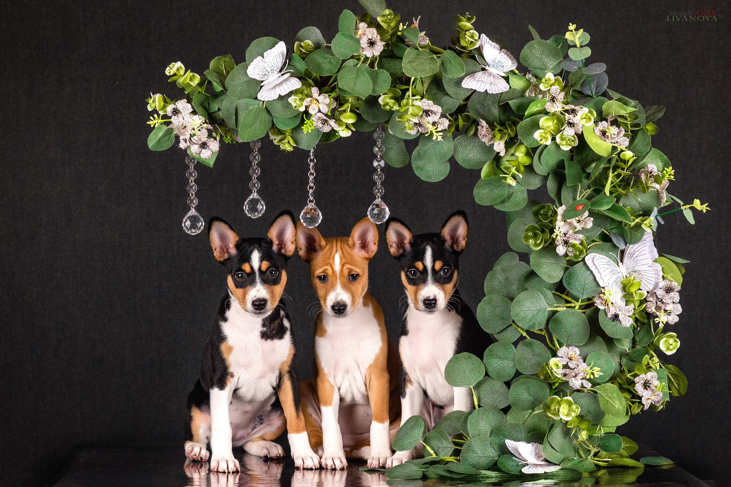 Басенджи. Фотограф анималист Аня Ливанова | Рыбинск