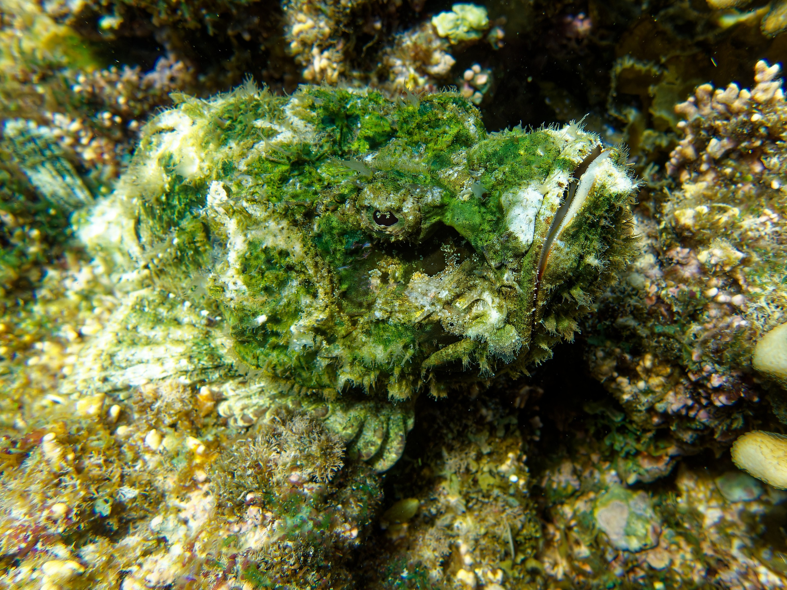 Рыбов показываю