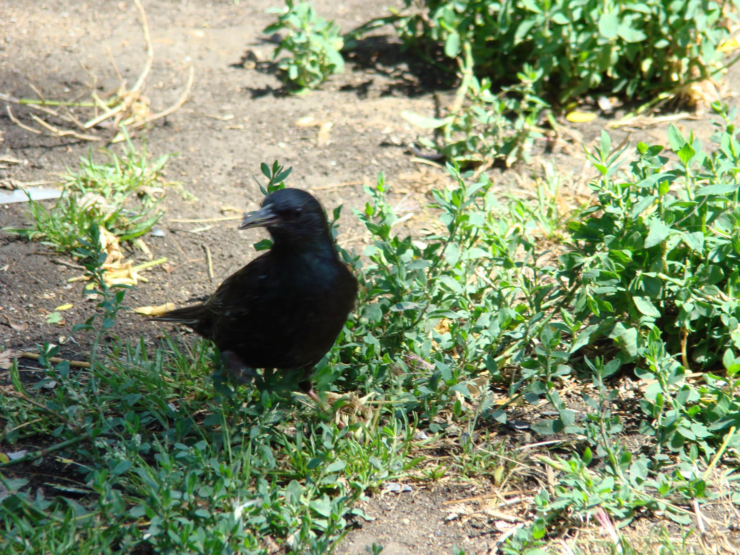 Кабардинка (фото Зевиных) 25.06-24.07.2008. Семейный, Свадебный фотограф СПБ Питер— Романова Екатерина