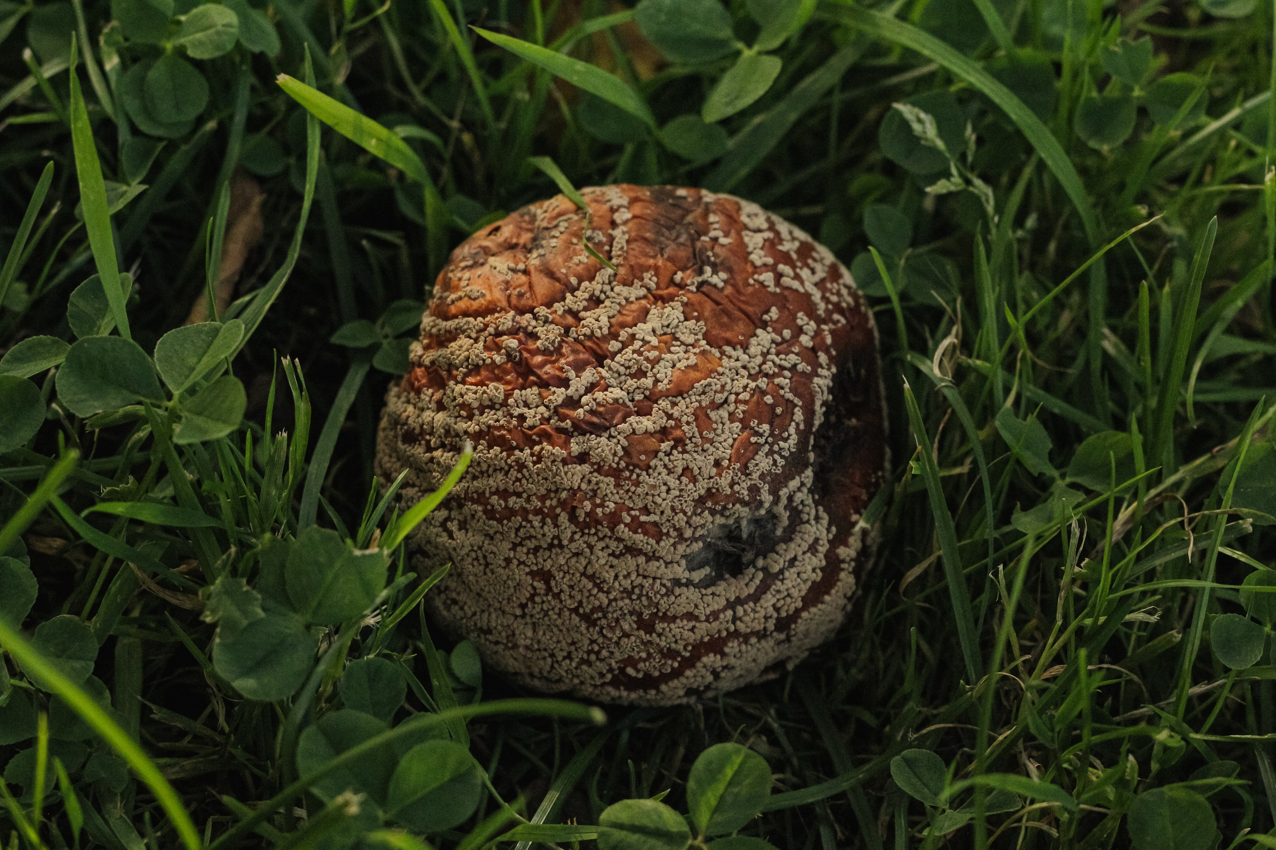 Природа. Фотограф Москва, портрет, стрит, репортаж. Художественная фотосессия